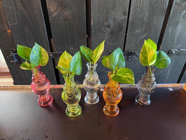 Kamerplanten Mix in Venetië Glas - 6 stuks - Ø7cm - ↕20cm