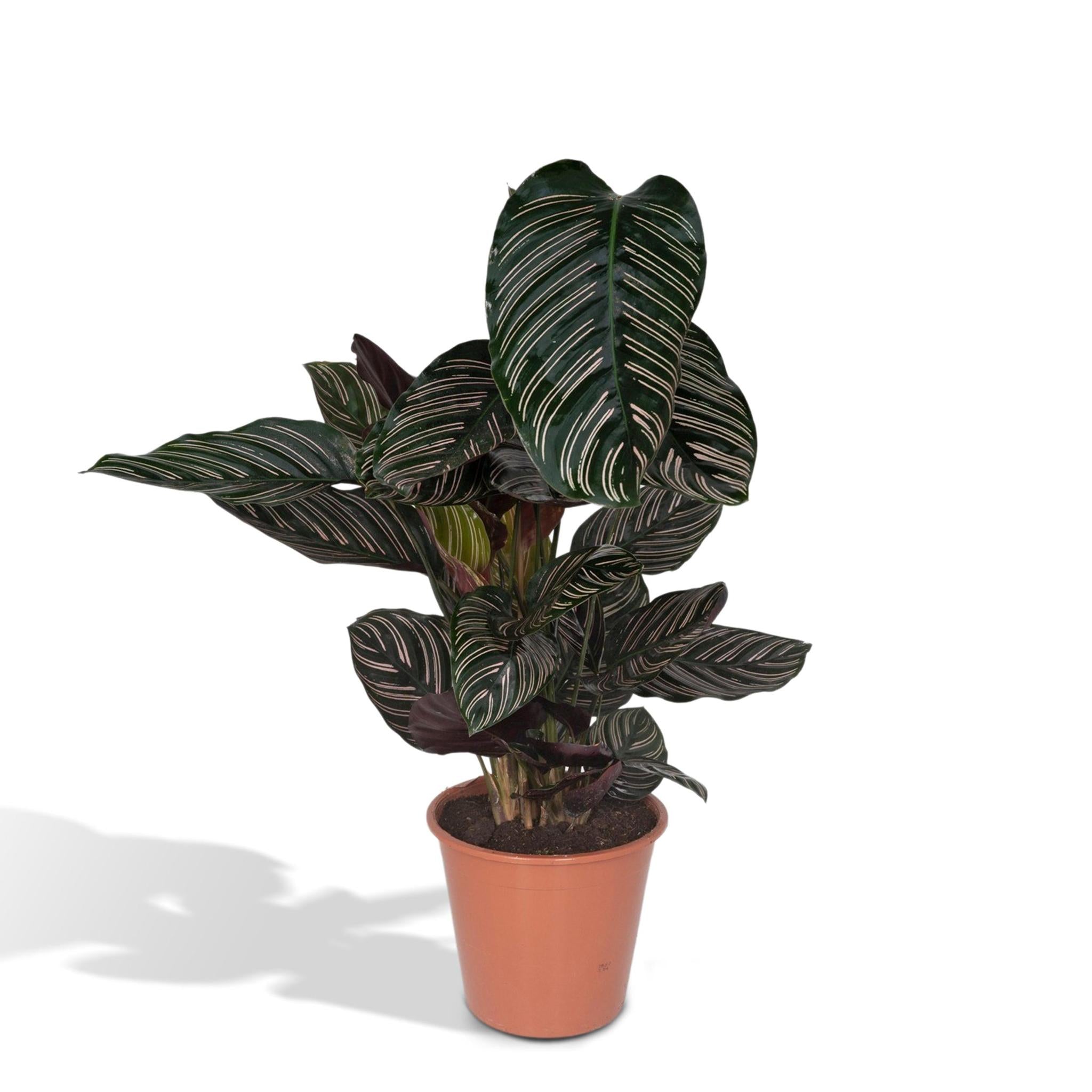 Calathea Ornata - Ø19 - ?75cm