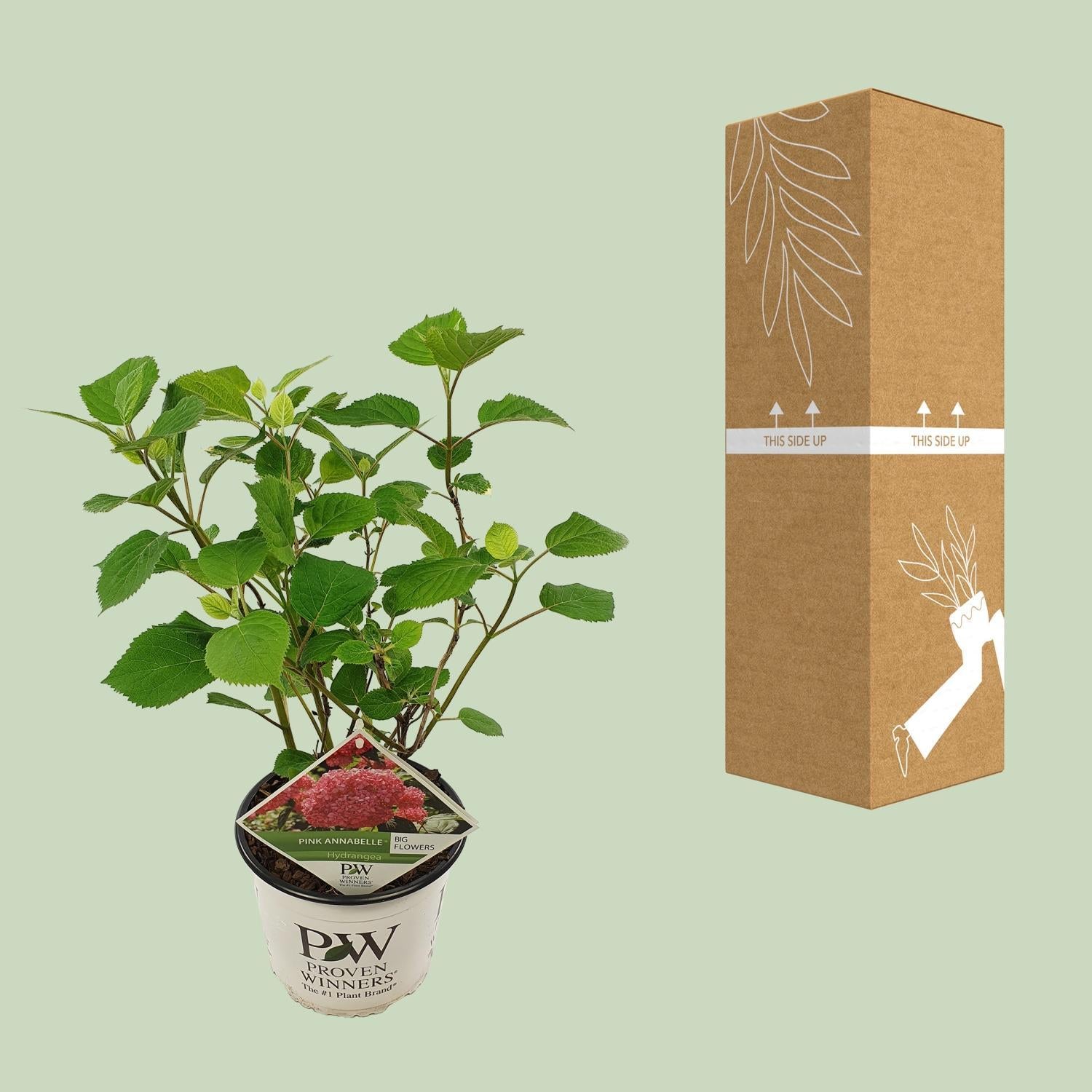 Hortensia arbo. 'Pink Annabelle'® - ?30cm - Ø19cm