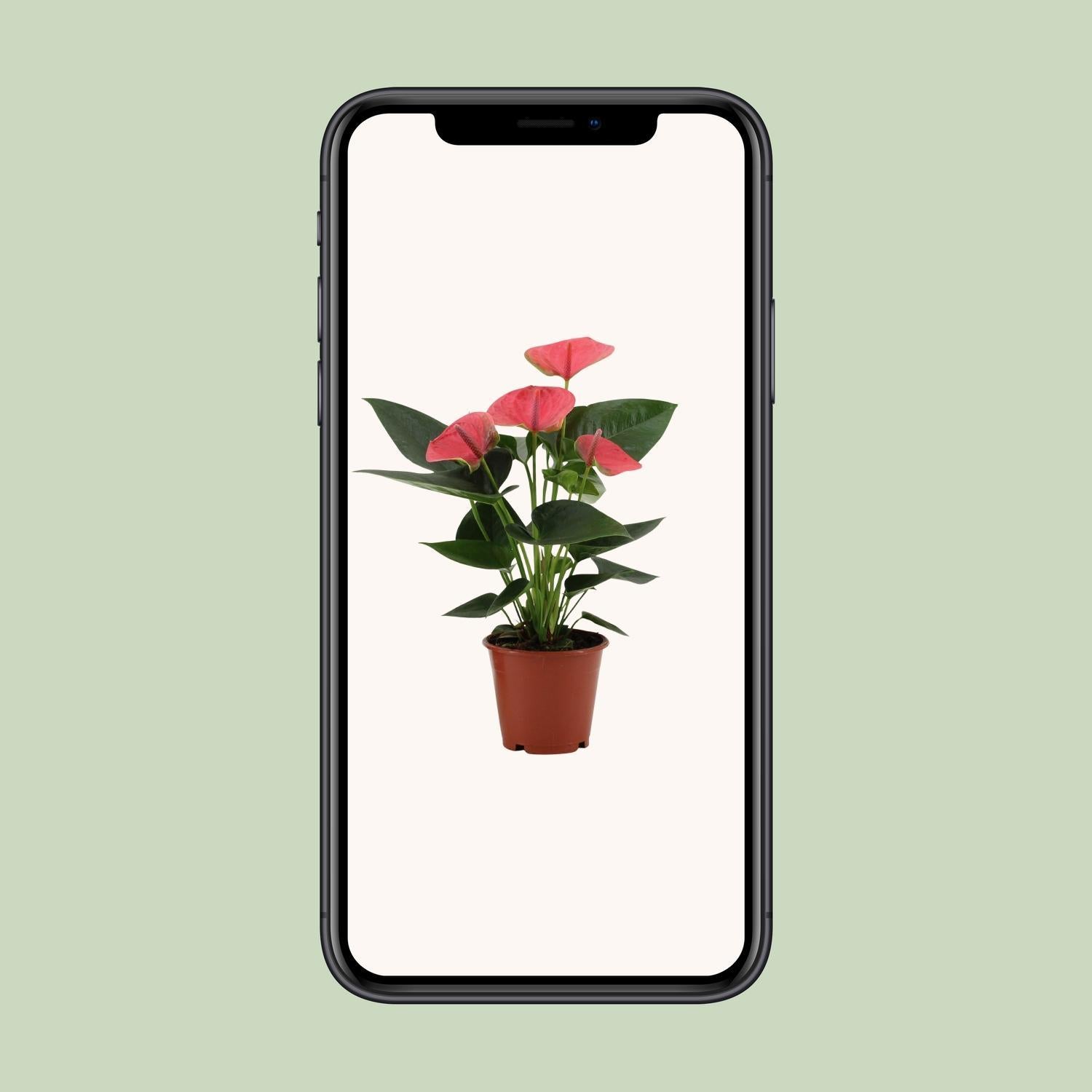 Anthurium Sweet Dream In Transparante Hoes - Ø12cm - ↕36cm