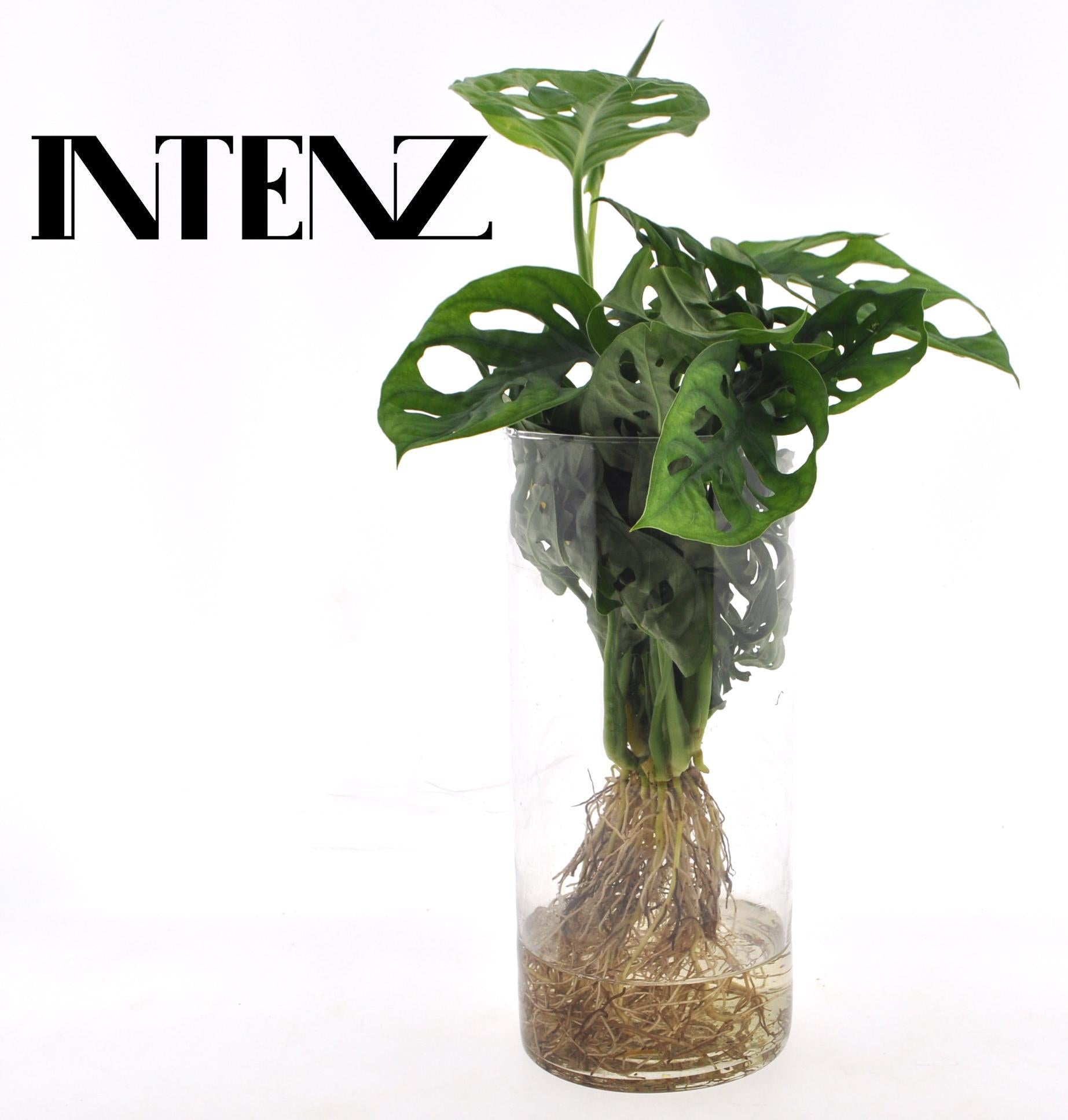 Monstera in Cilinder glas - Ø12cm - ↕25cm