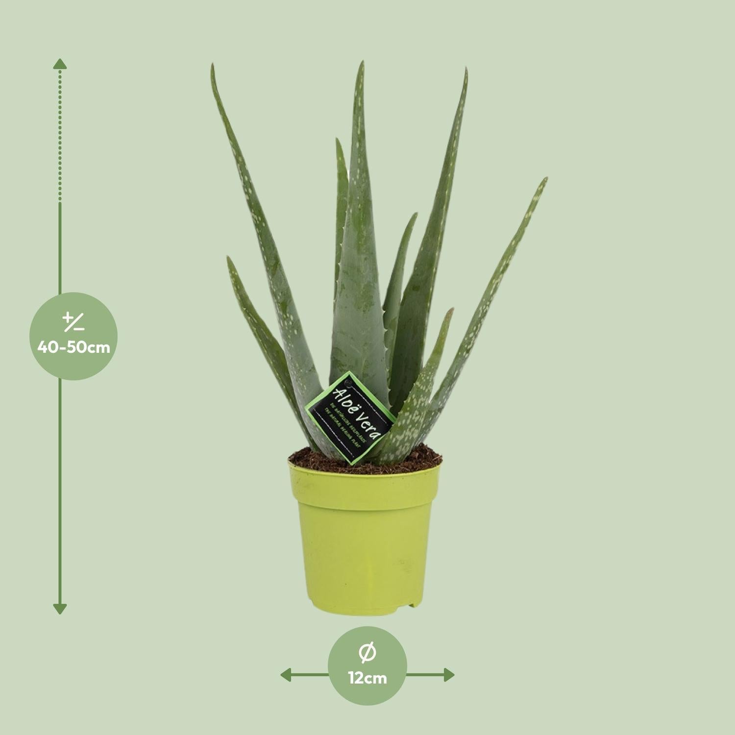 Aloë Vera - Ø12cm - ↕45cm