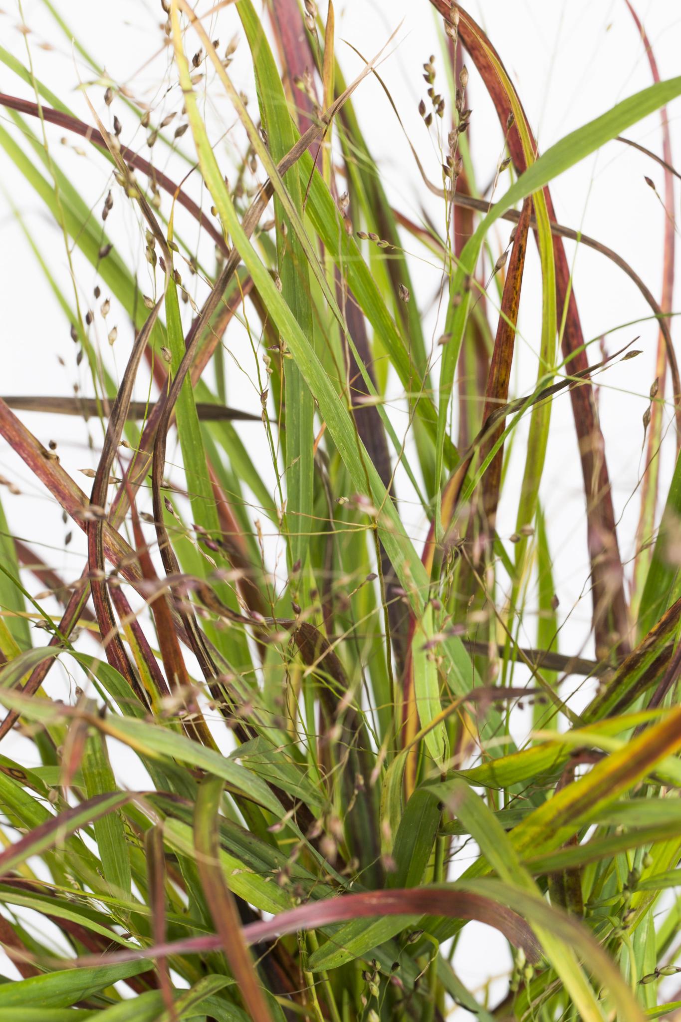 Panicum virgatum Cheyenne Sky - Ø23 -?60cm