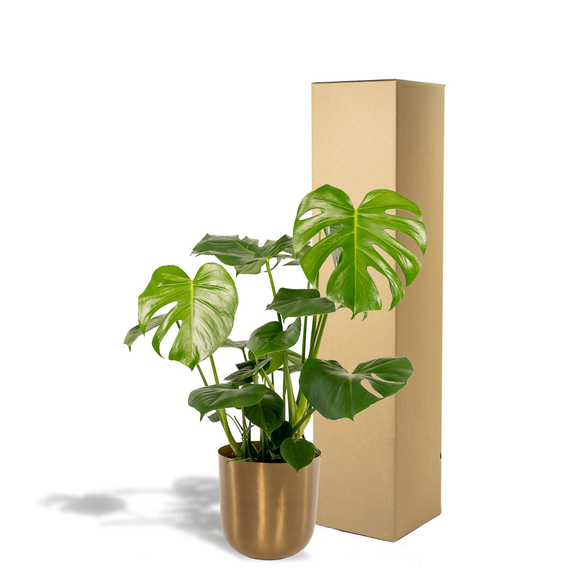 Monstera Deliciosa - ?80cm - Ø21cm + Topf Mayk Gold