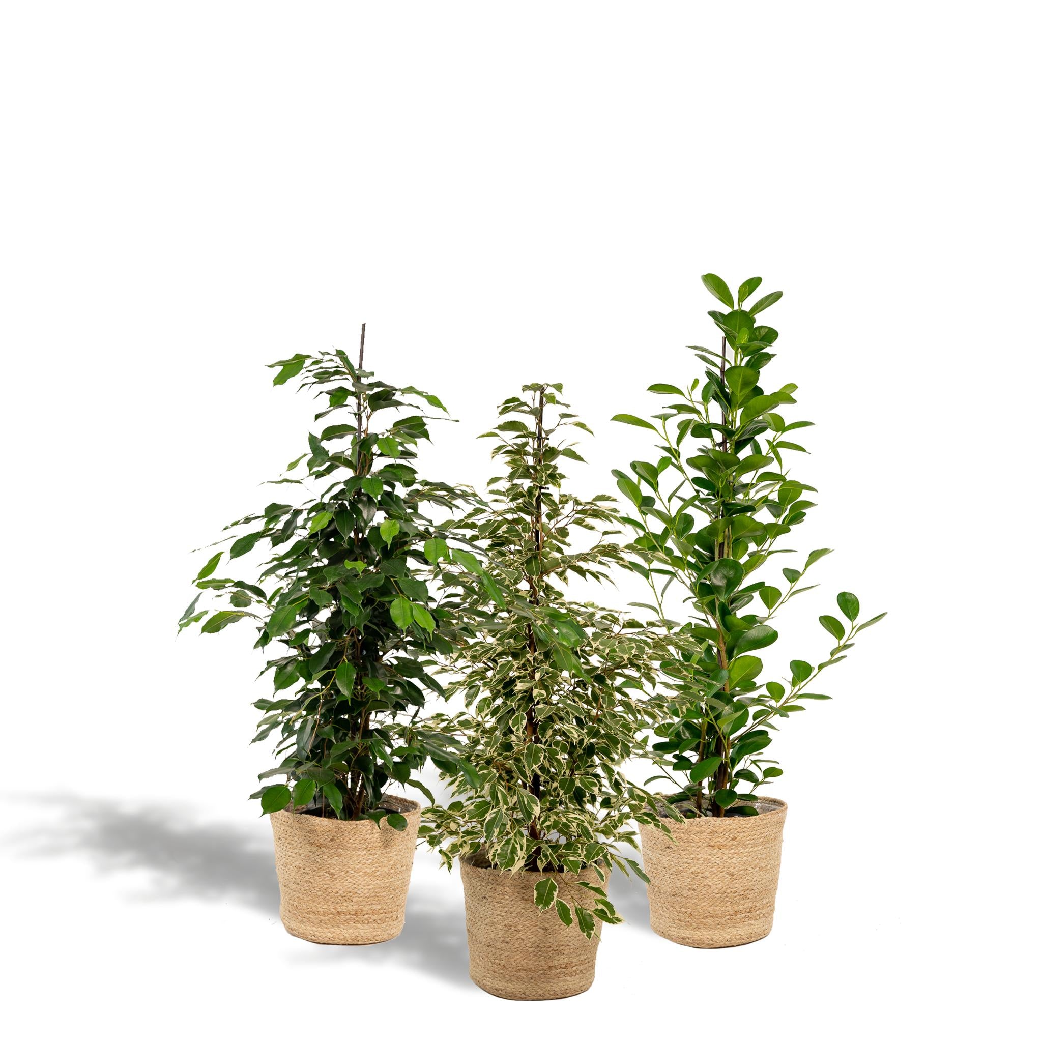 Ficus Benjamina Danielle - Ø21cm - ↕95cm + Ficus Benjamina Twilight - Ø21cm - ↕95cm + Ficus Microcarpa Moclame - Ø21cm - ↕95cm + Mand Selin
