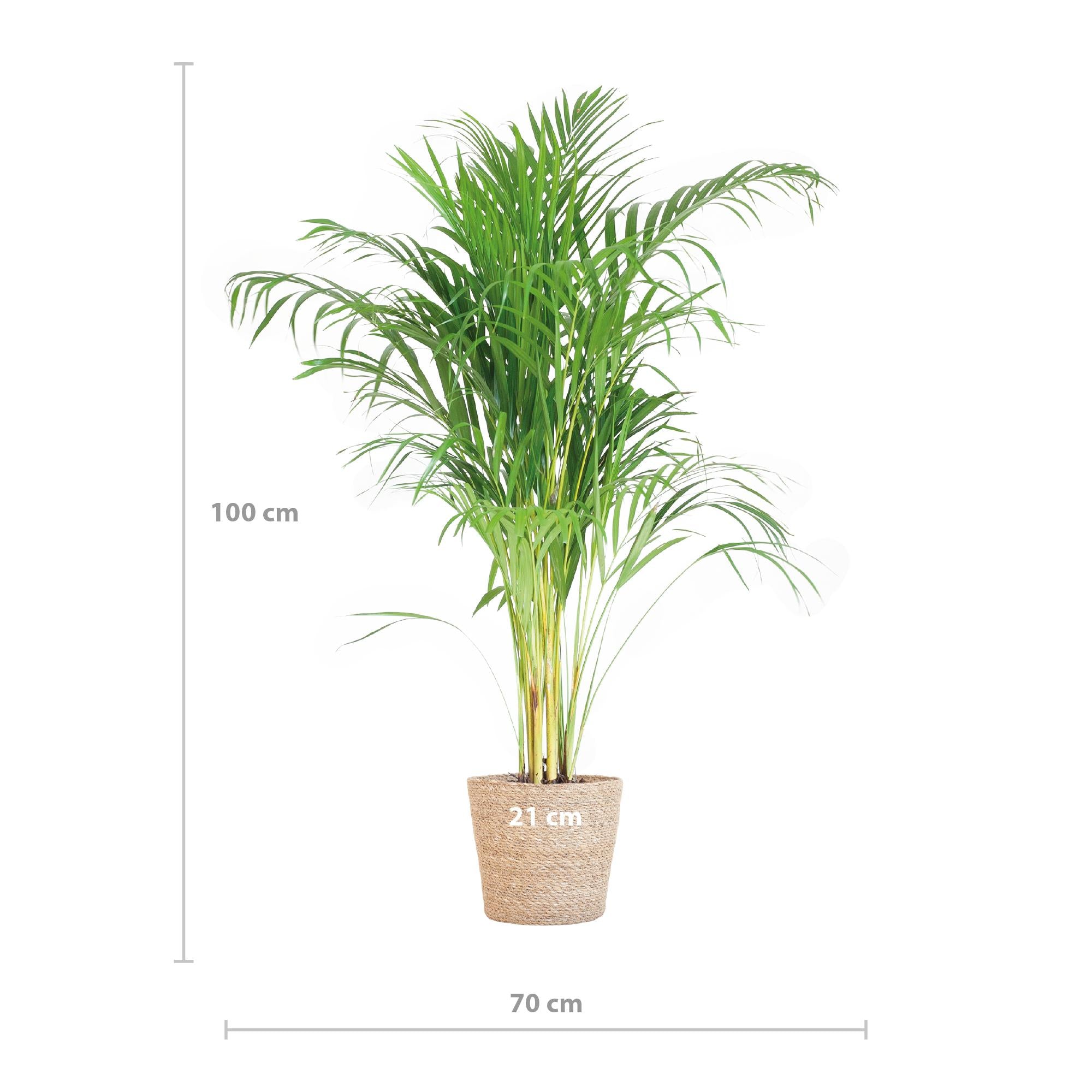 Arecapalm (Dypsis) met Sofia mand naturel - 100cm - Ø21