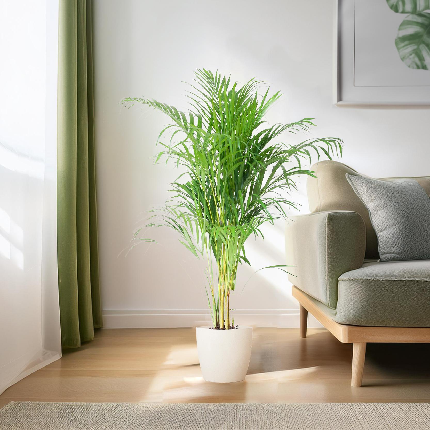 Arecapalm (Dypsis) met Viber wit - 100cm - Ø21
