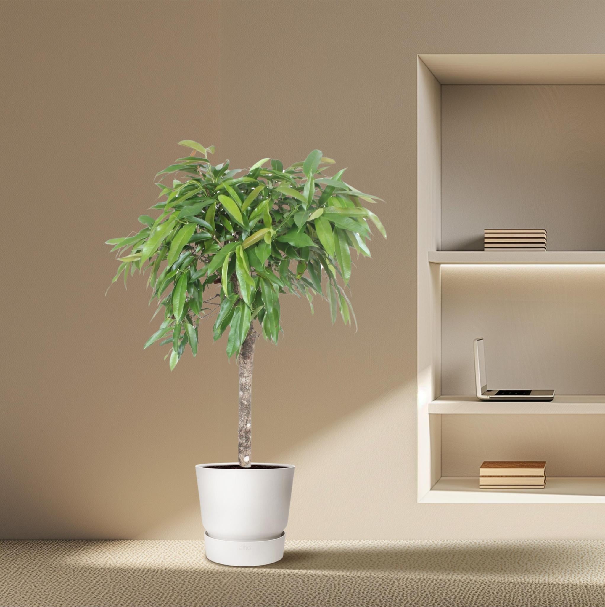 Ficus Amstel Koning - 140 cm - ø30