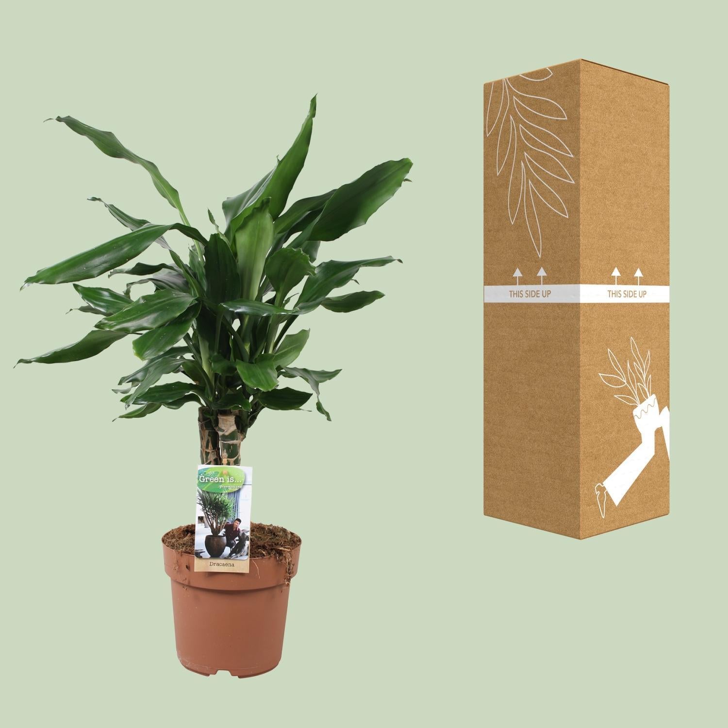 Dracaena Fagrans Steudneri Groen - Ø17cm - ↕55cm