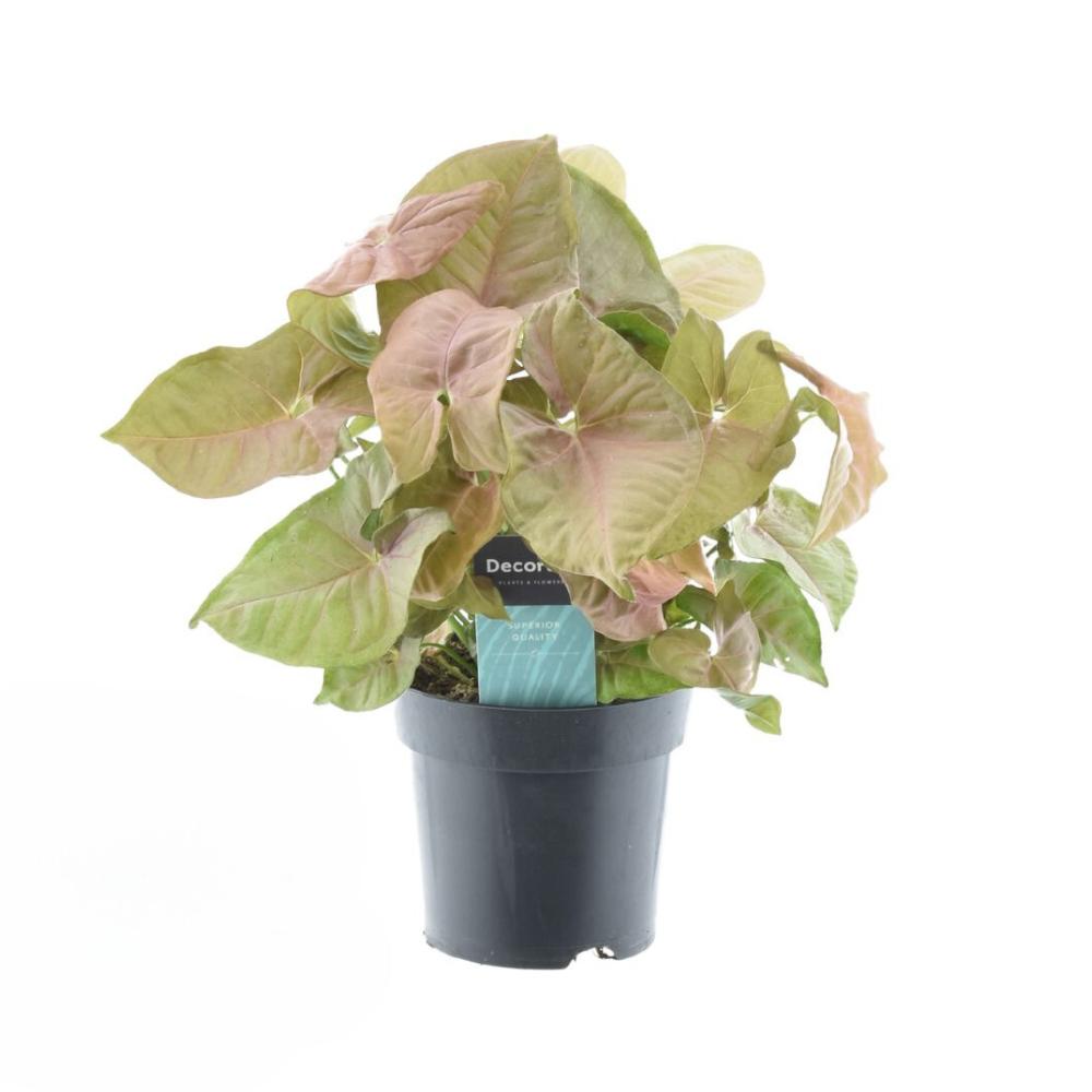 Syngonium Rood Hart Gevoel Groen - Ø14cm - ↕30cm