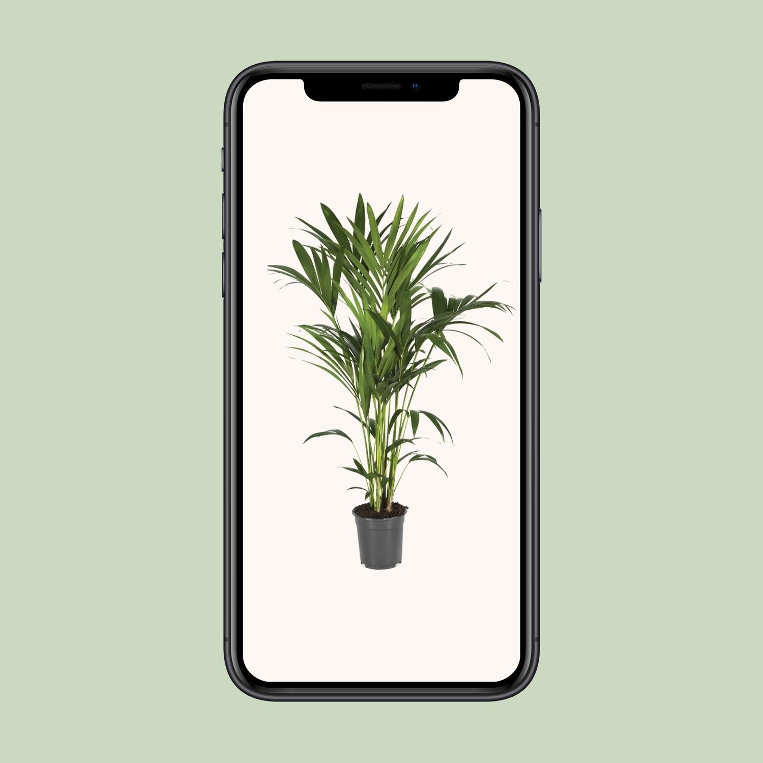 Howea Forsteriana - Ø21cm - ↕120cm