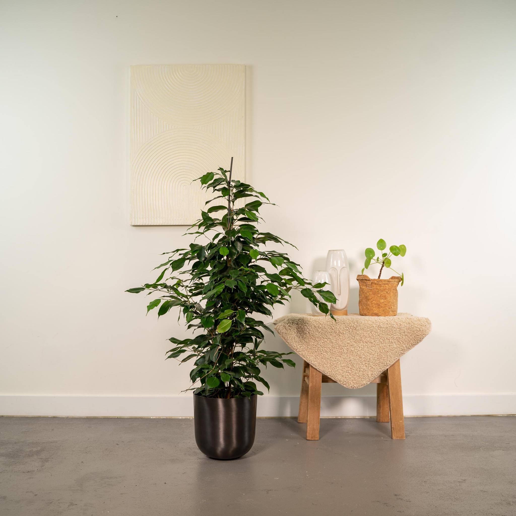 Ficus benjamina Danielle - Ø21cm - ↕95cm + Pot Mayk Lood