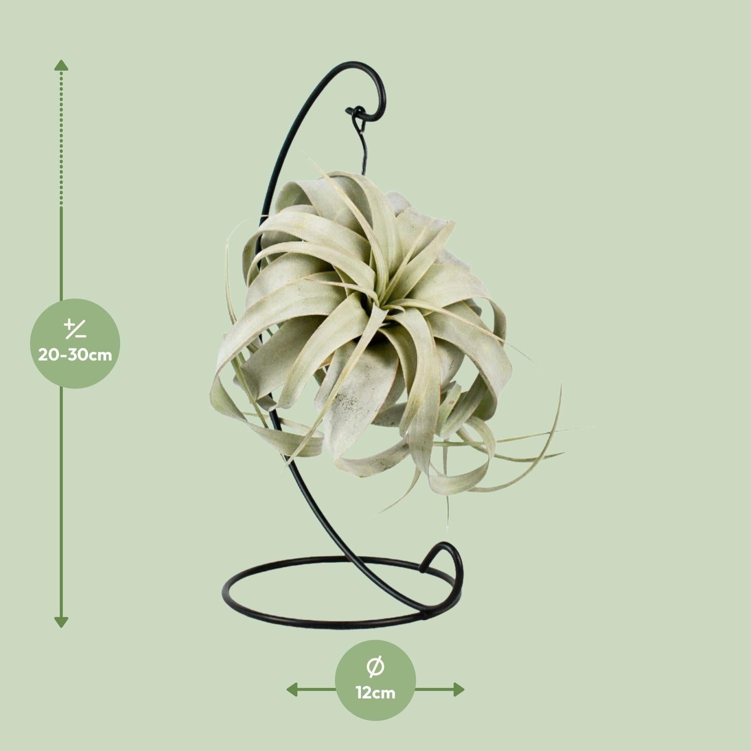 Tillandsia Koning Xero - Ø12cm - ↕23cm