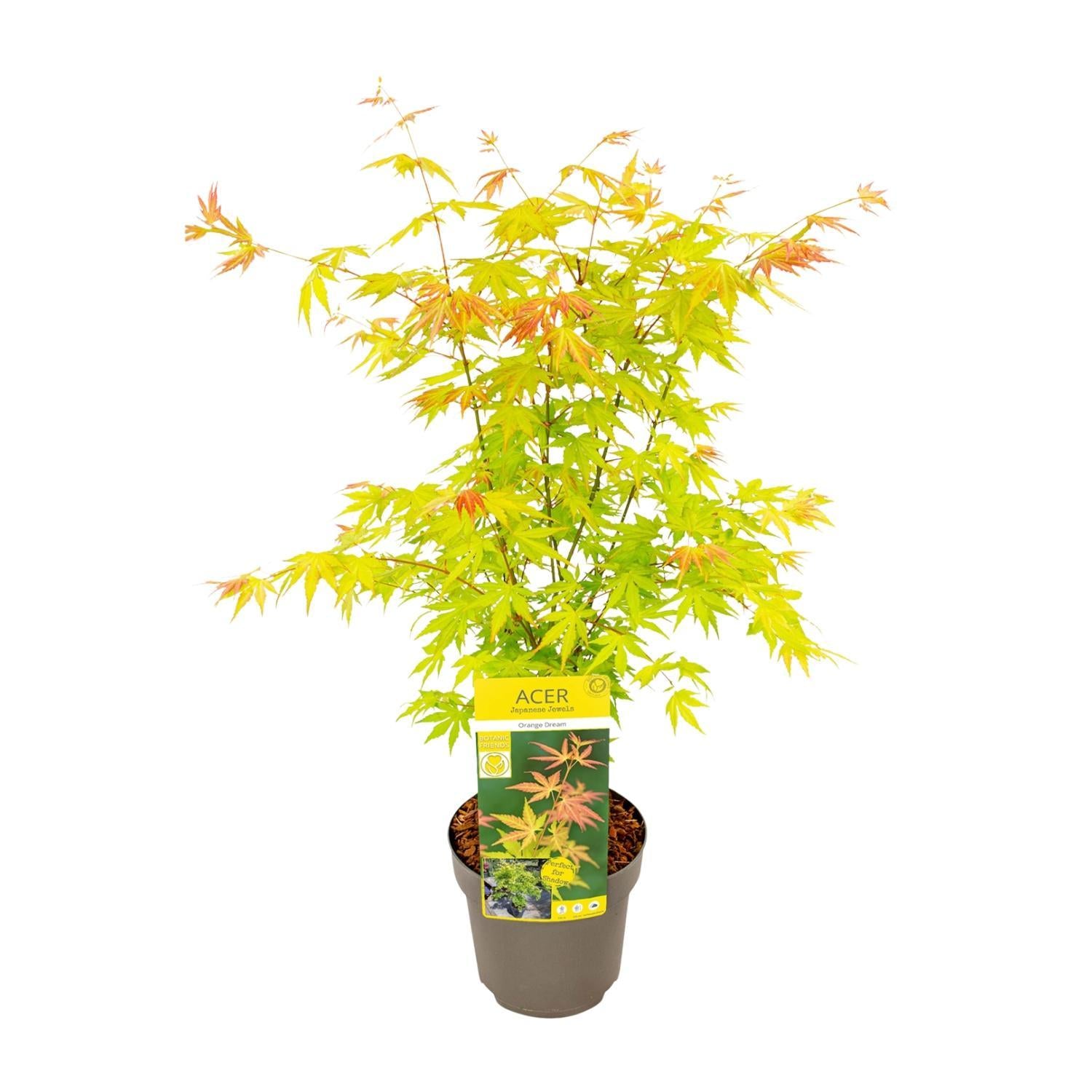 Acer palmatum Oranje Droom - Ø19 - ?50cm