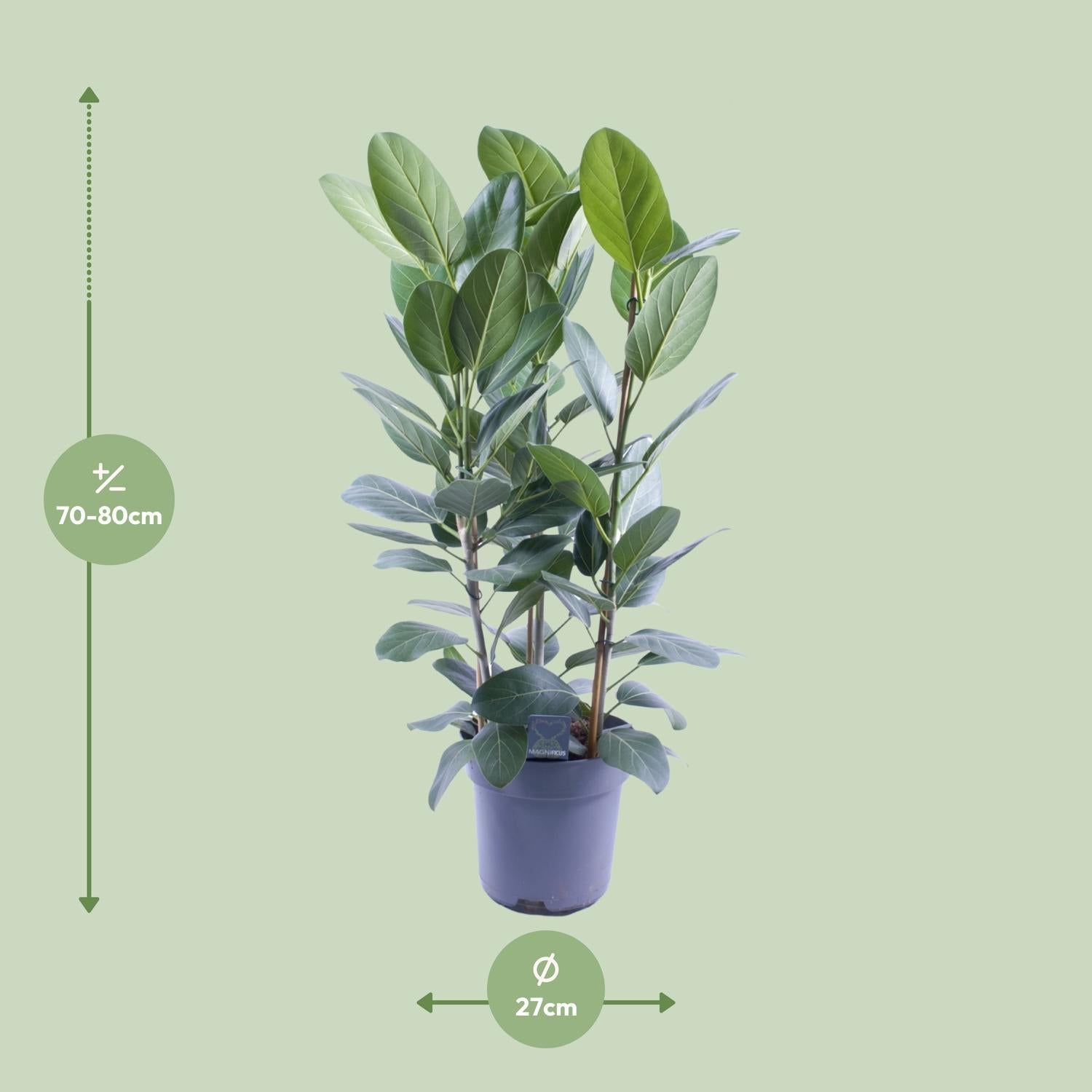 Ficus Binnendijkii Amstel King Goud - Ø27cm - ↕75cm