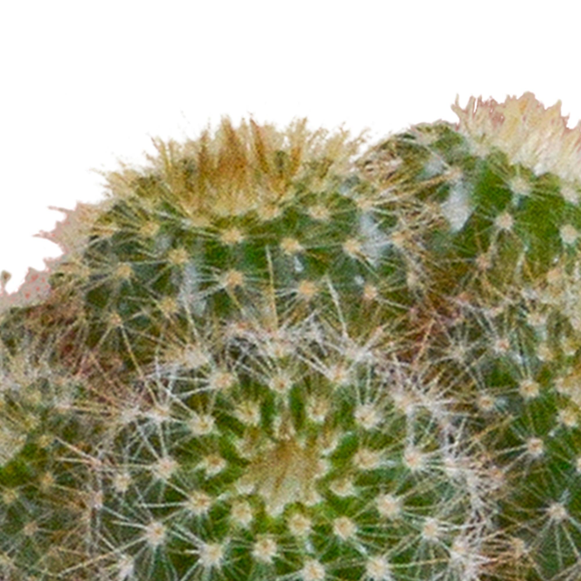 Cactusmix 5,5 cm - 5x - in witte pot