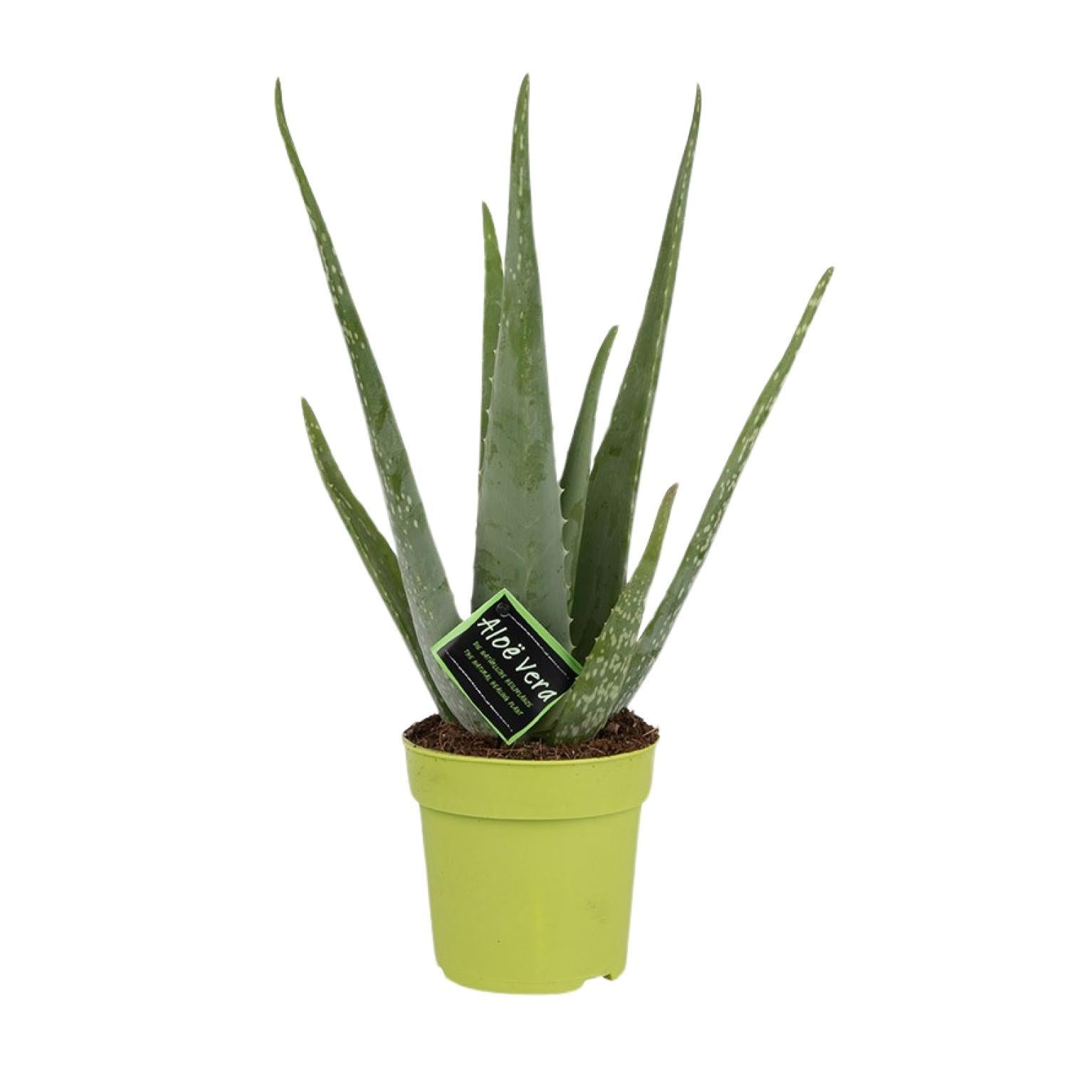 Aloë Vera - Ø12cm - ↕45cm