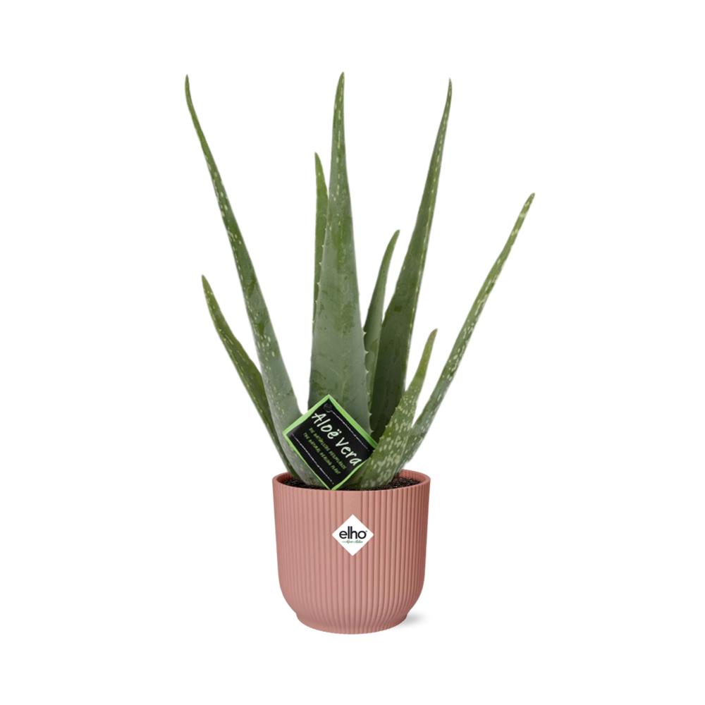 Aloë Vera 12cm in ELHO Vibes Fold 14cm roze