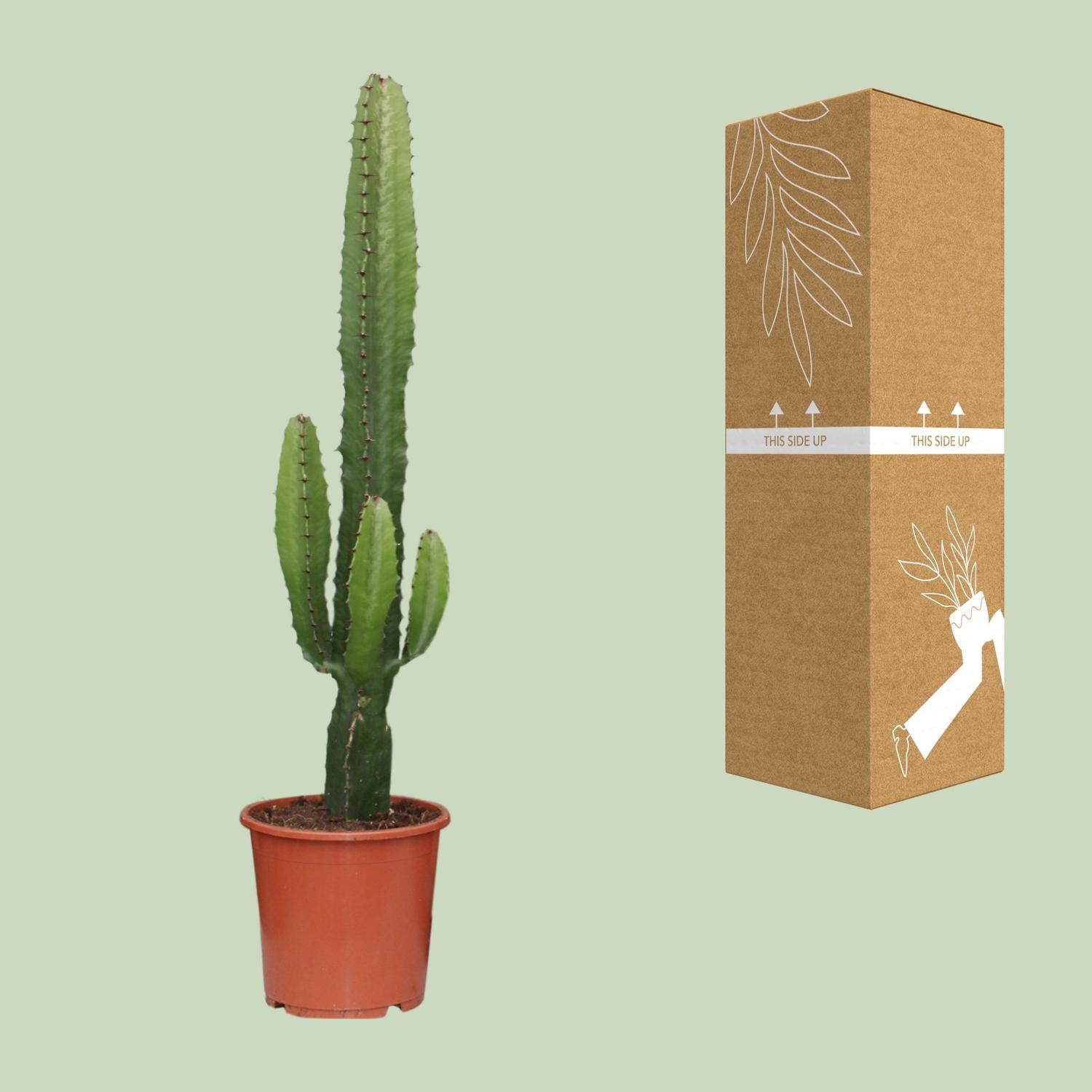 Euphorbia Acrurensis - Ø17 - ?50cm