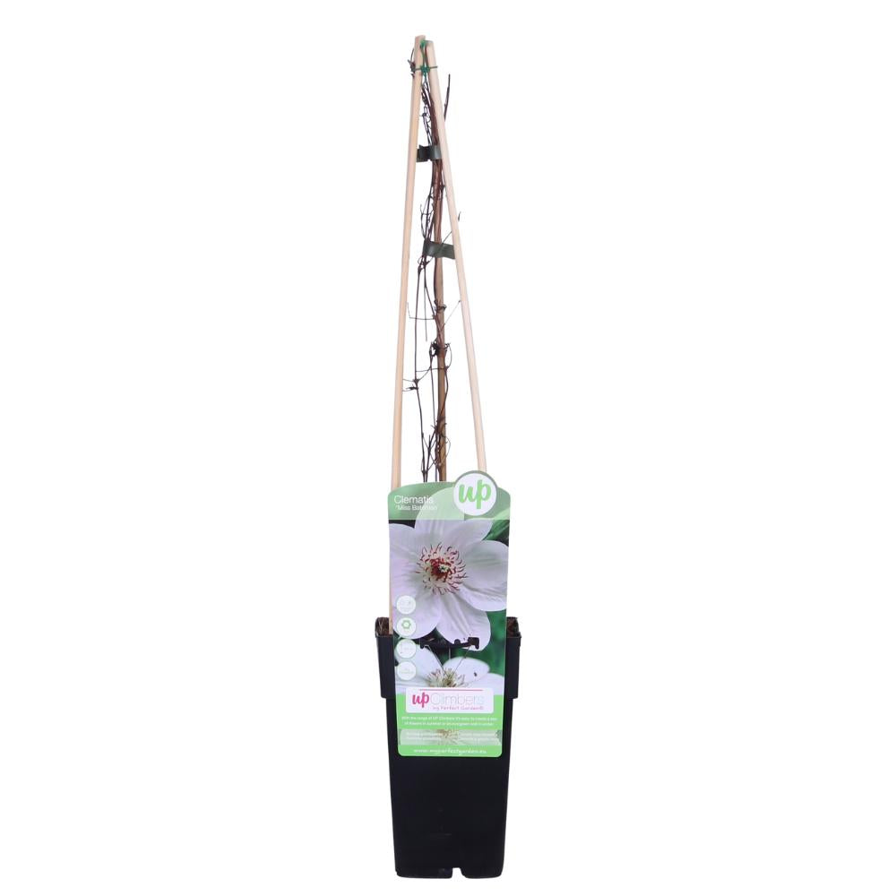 Clematis Miss Bateman - Clematis Wit