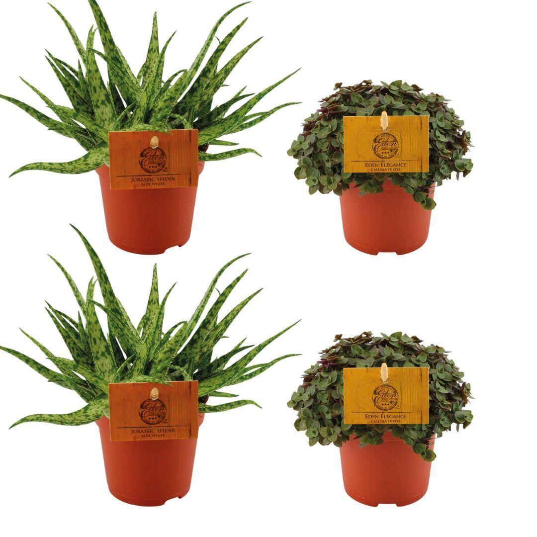 2x Aloe Spider + 2x Callisia Turtle - 4 Stück - Ø10,5cm - ↕10cm
