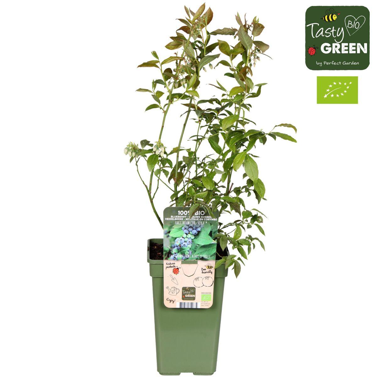 Vaccinium corymbosum 'Reka' - Blauwe bes