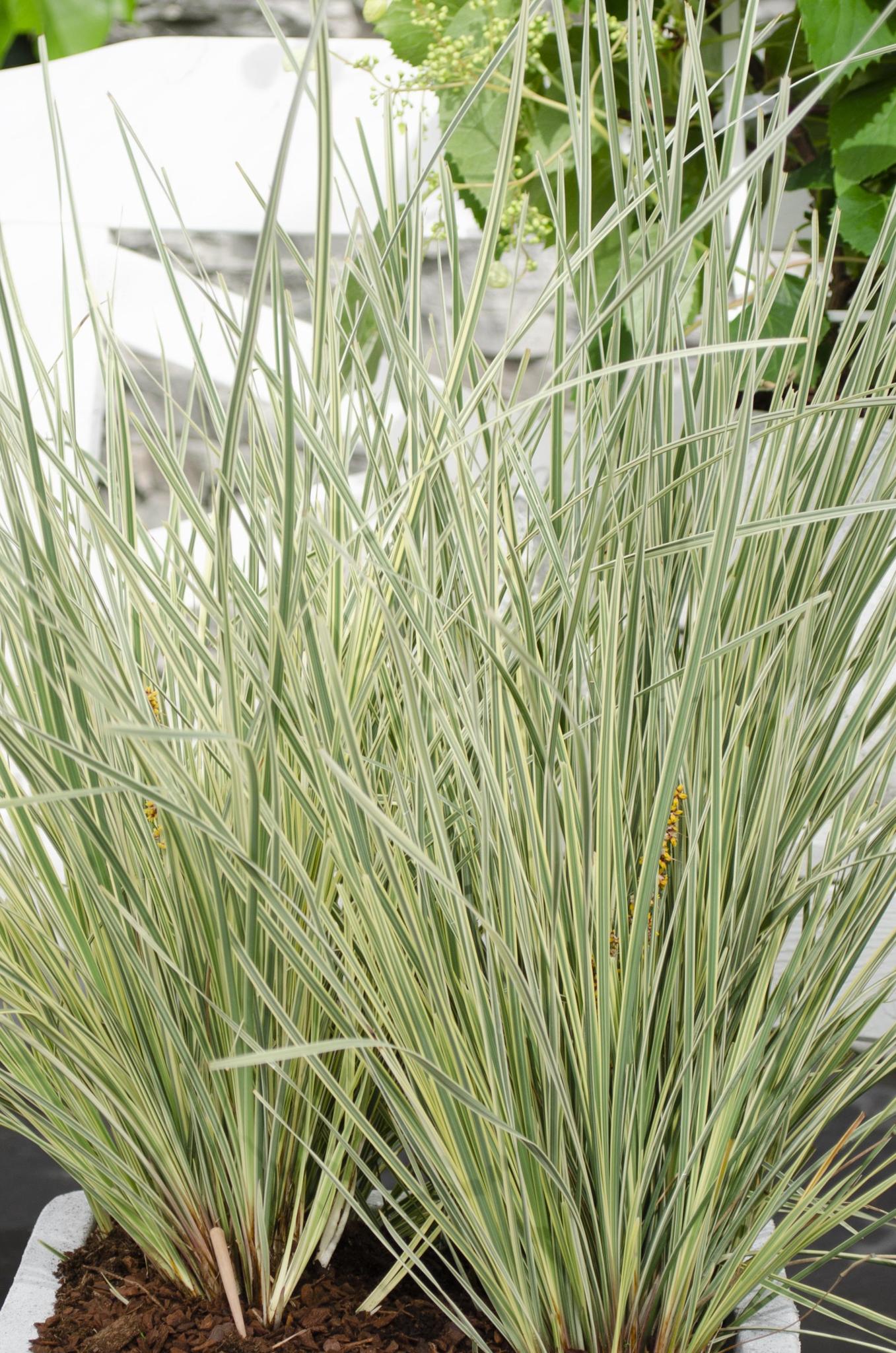 Lomandra longifolia 'White Sands' - ?40cm - Ø19