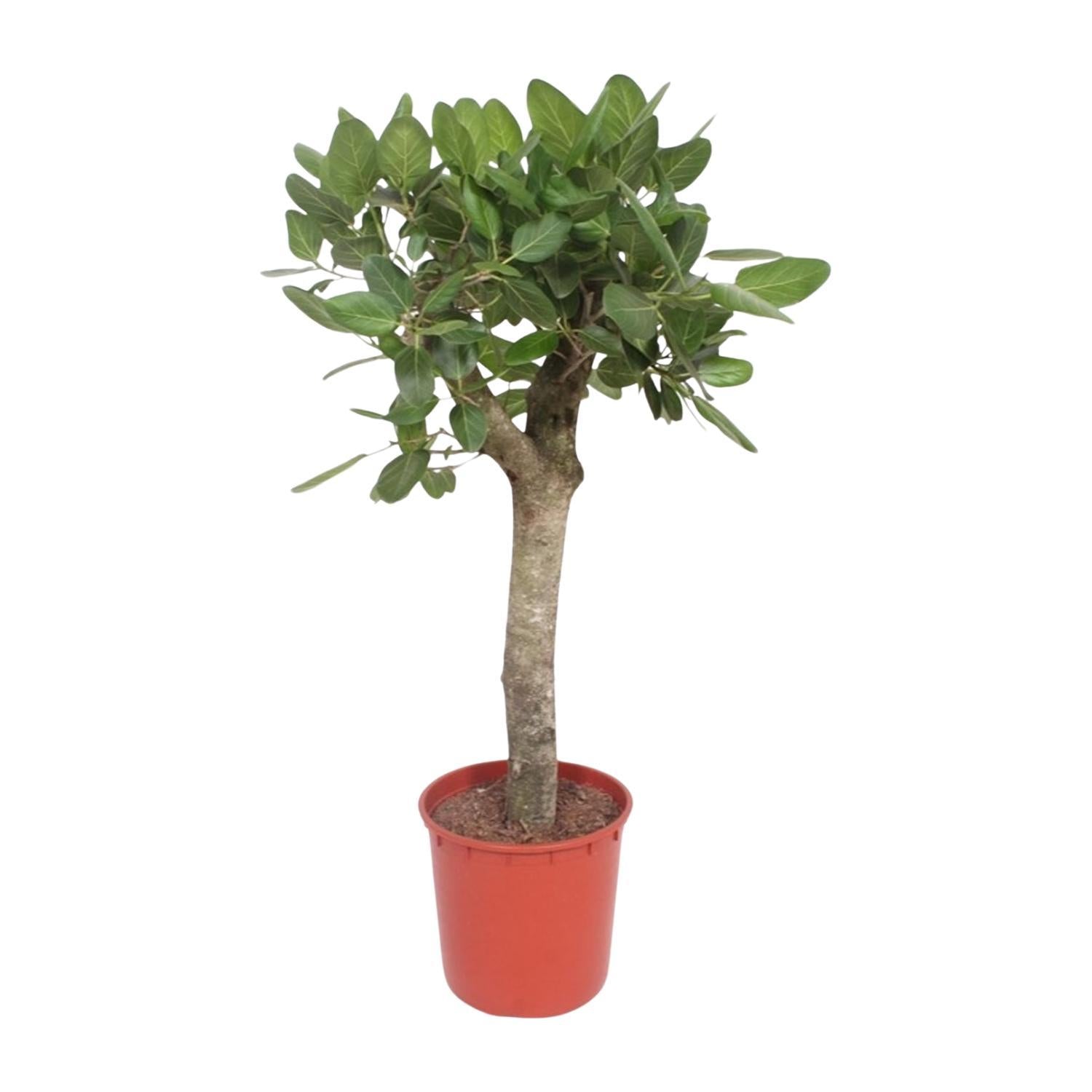 Ficus Benghalensis boom - 150 cm - ø34