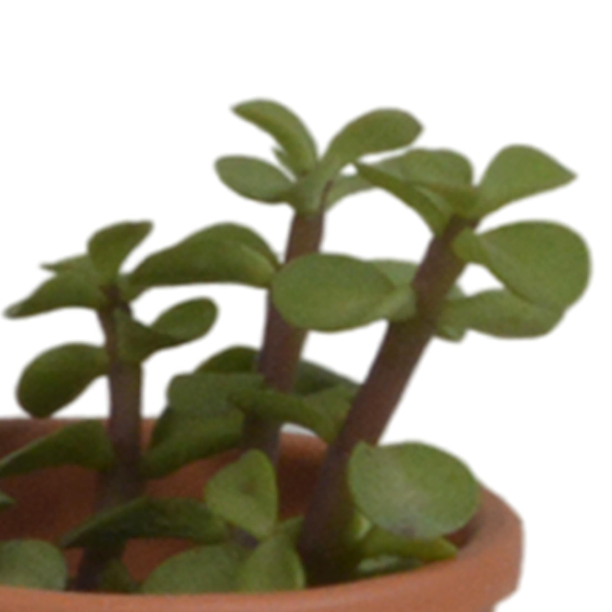 Vetplantenmix 5,5 cm - 5x - in terracotta pot