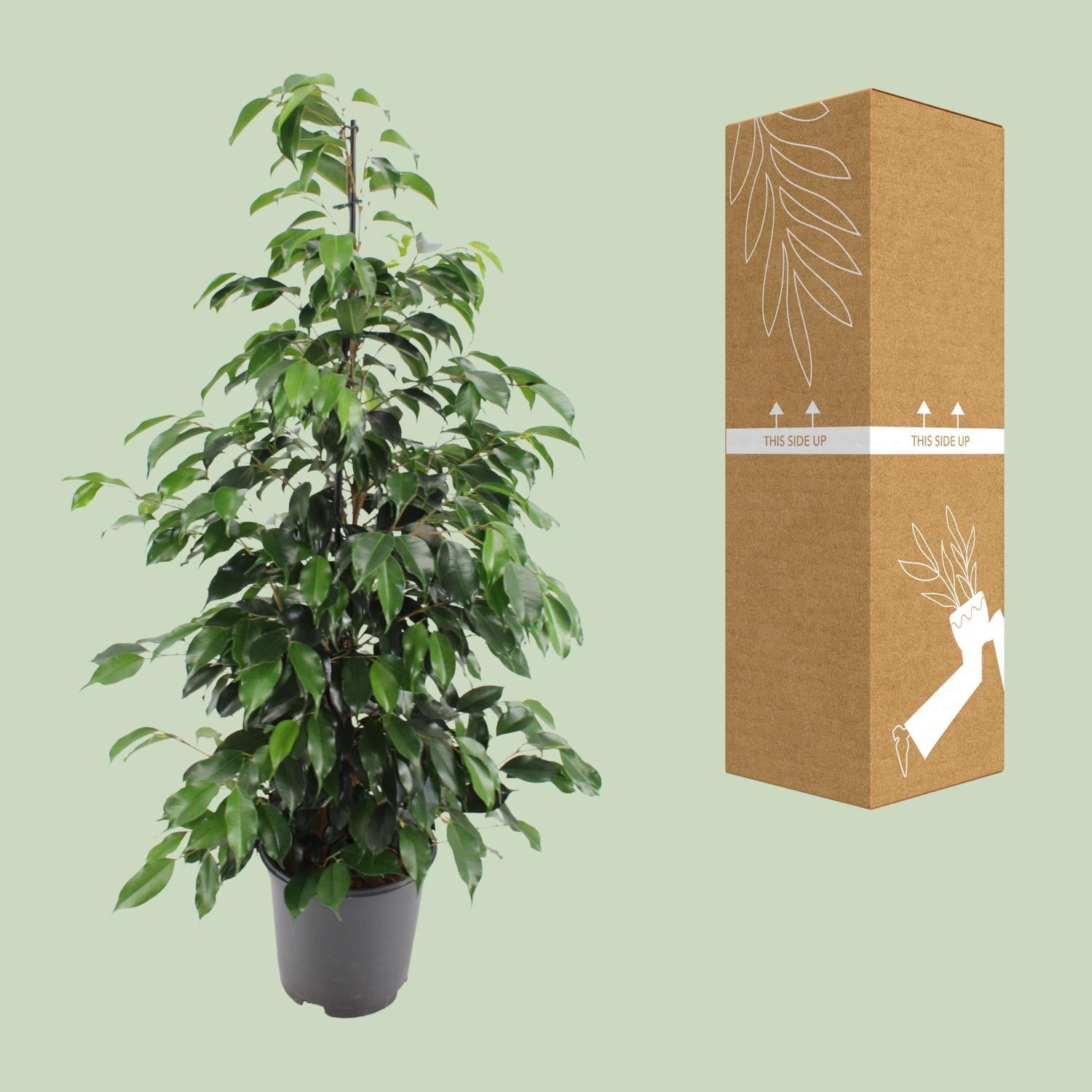 Ficus Benjamina Danielle - Ø21cm - ↕95cm