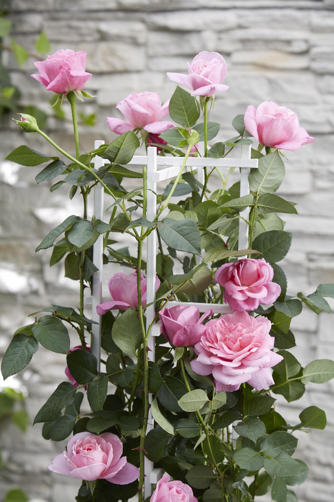 3x - Rosa Crazy in love 'Roze' - ?65cm - Ø15