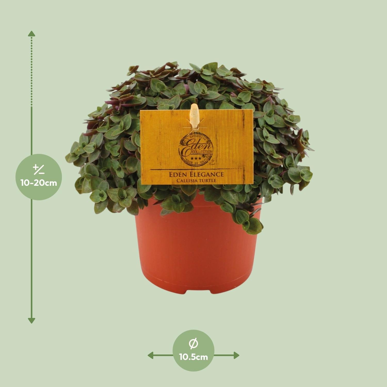 Callisia Schildpad - Ø10,5 ↕15