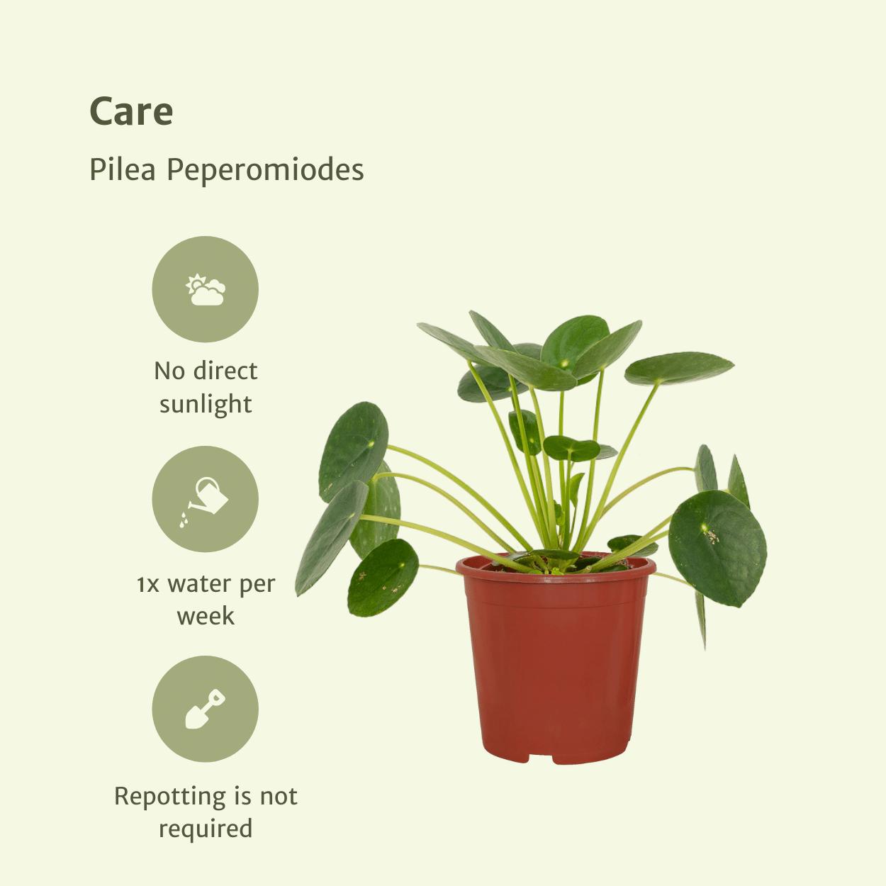 2x Pilea Peperomiodes - Pannenkoekenplant - 20cm - ø12