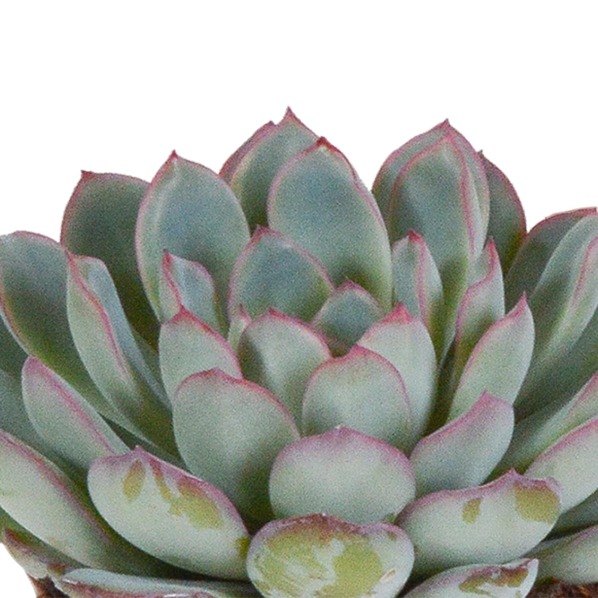 Echeveria-Mix 8,5 cm – 3x – im zweiten Topf