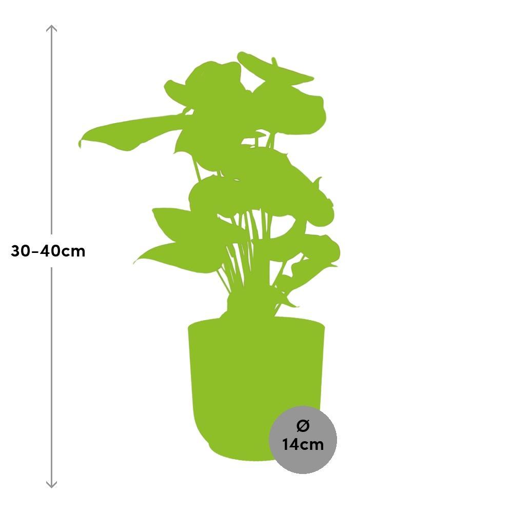 Anthurium Rood 12cm in ELHO Vibes Fold 14cm geel