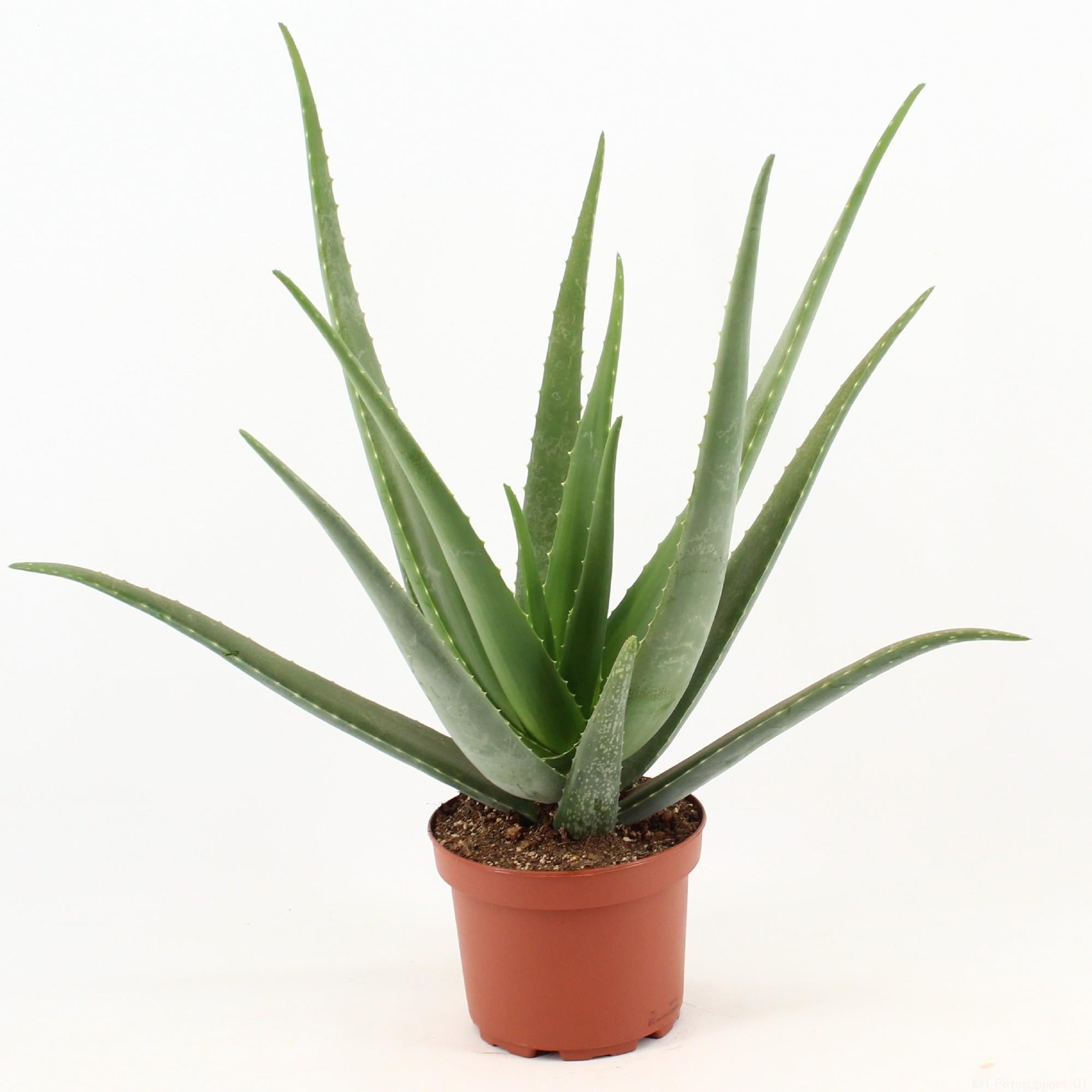 Aloë Vera - Ø19cm - ↕70cm