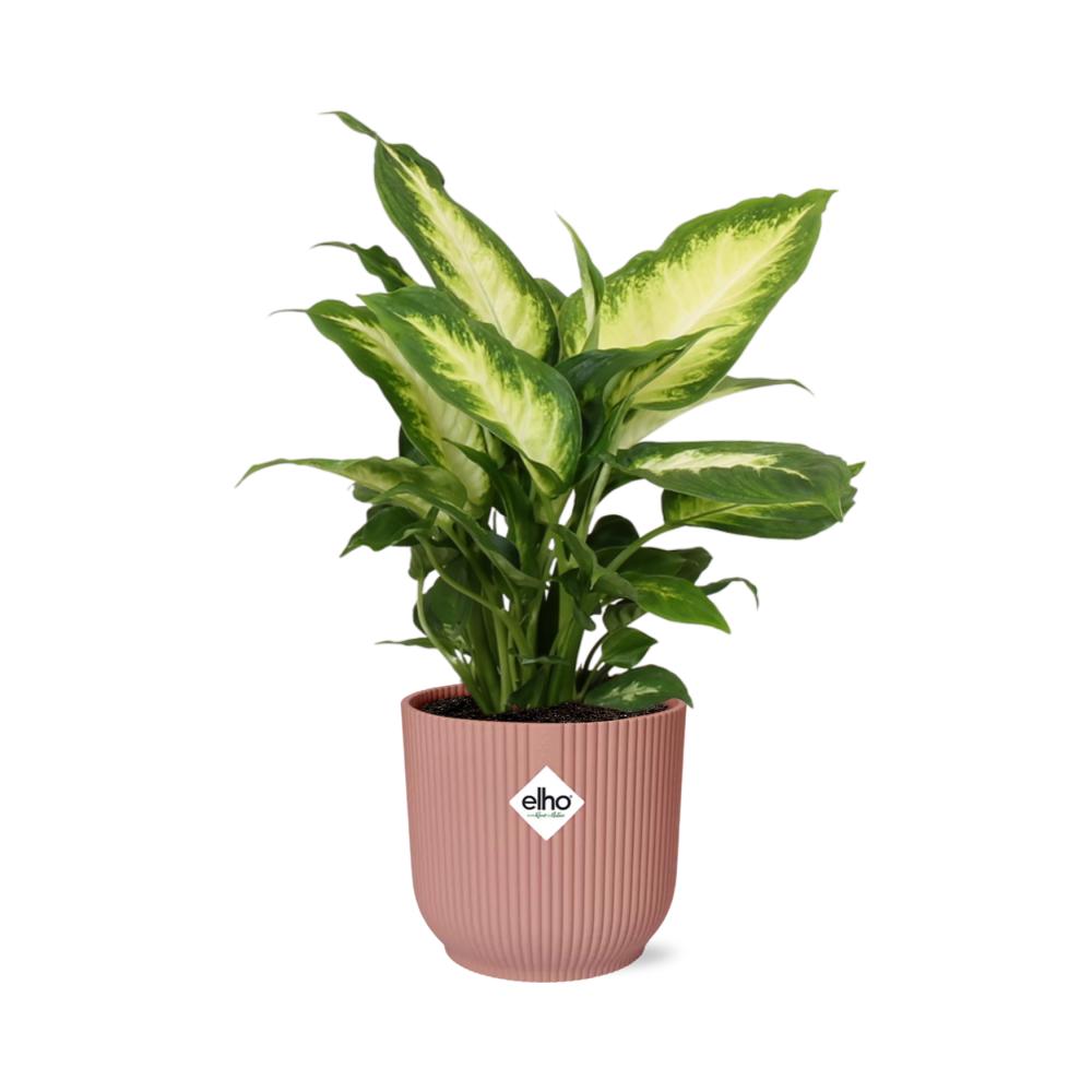 Dieffenbachia 'Camilla' in ELHO Vibes Fold 14cm roze