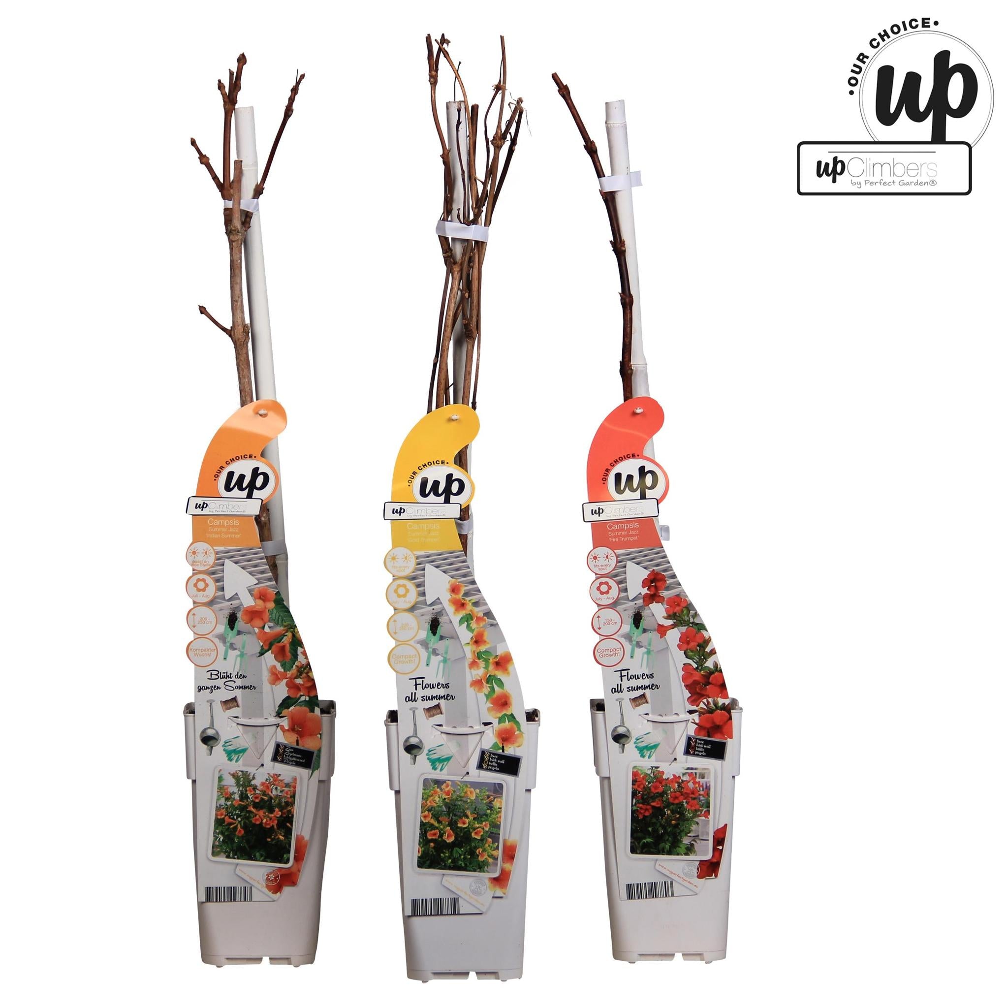 3x Campsis Summer Deal - Campsis Summer Jazz Fire Trompet - Campsis Summer Jazz Gold Trompet - Campsis Indian Summer - ?65cm - Ø15cm