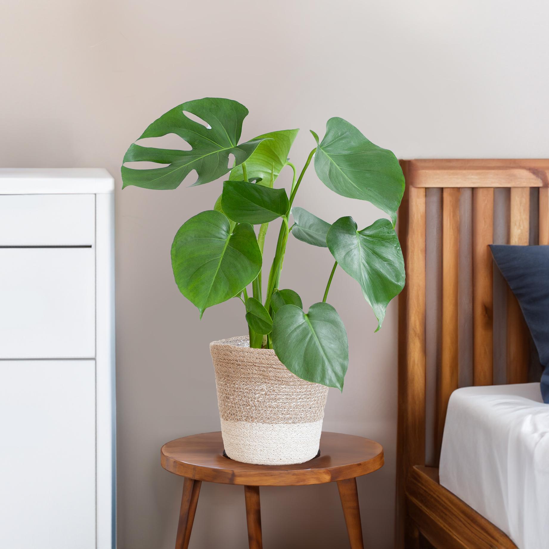 Monstera Deliciosa met Lissabon mand wit - 50cm - Ø17
