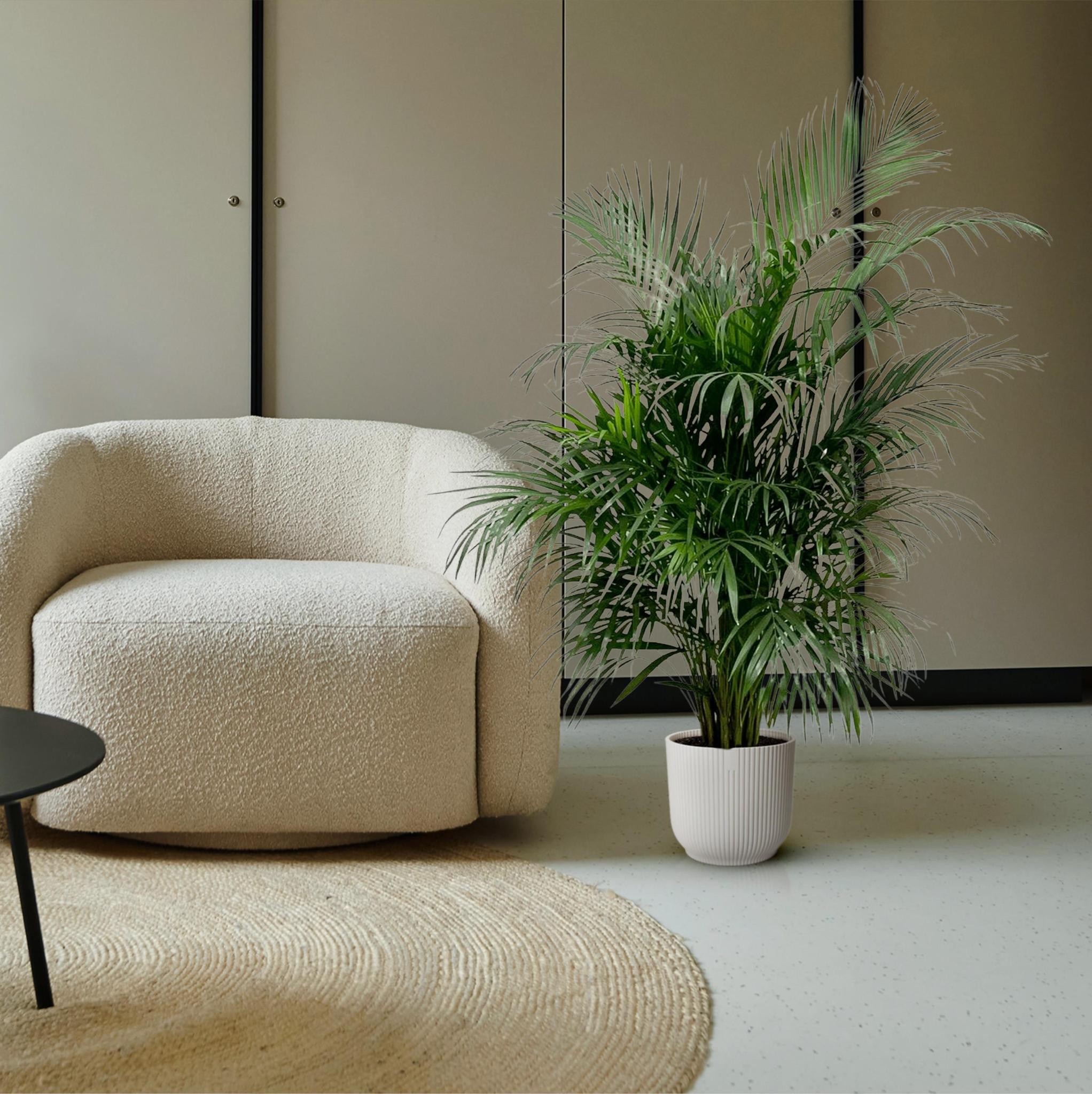 Dypsis Lutescens (Arecapalm) 160 cm - ø24