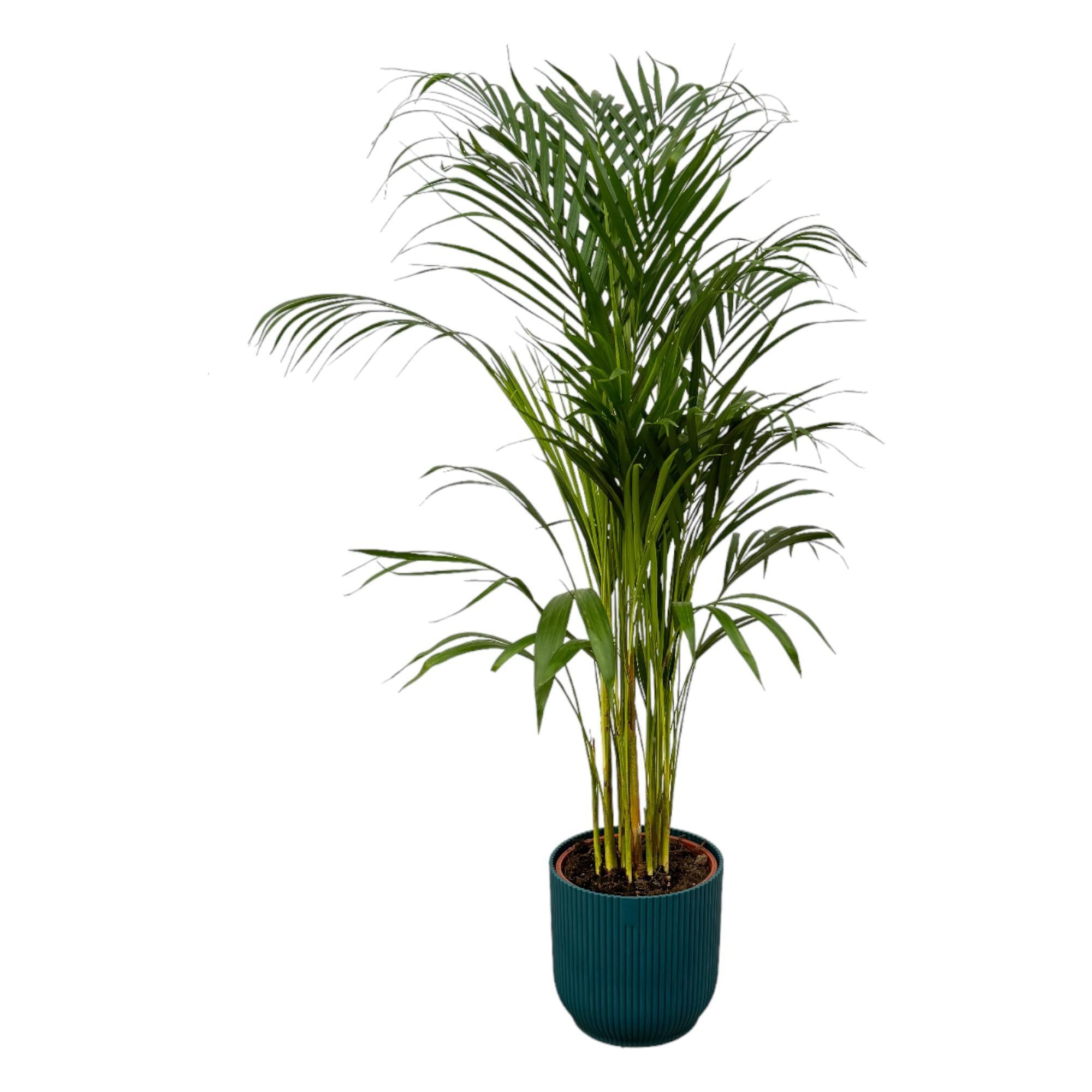 Areca palm - ?110cm - Ø21cm inclusief elho Vibes Fold Round blauw D22xH20