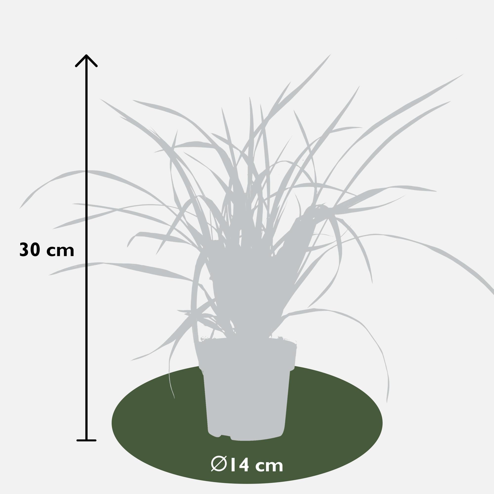 3x - Carex morrowii 'Irish Green' - ?30cm - Ø14