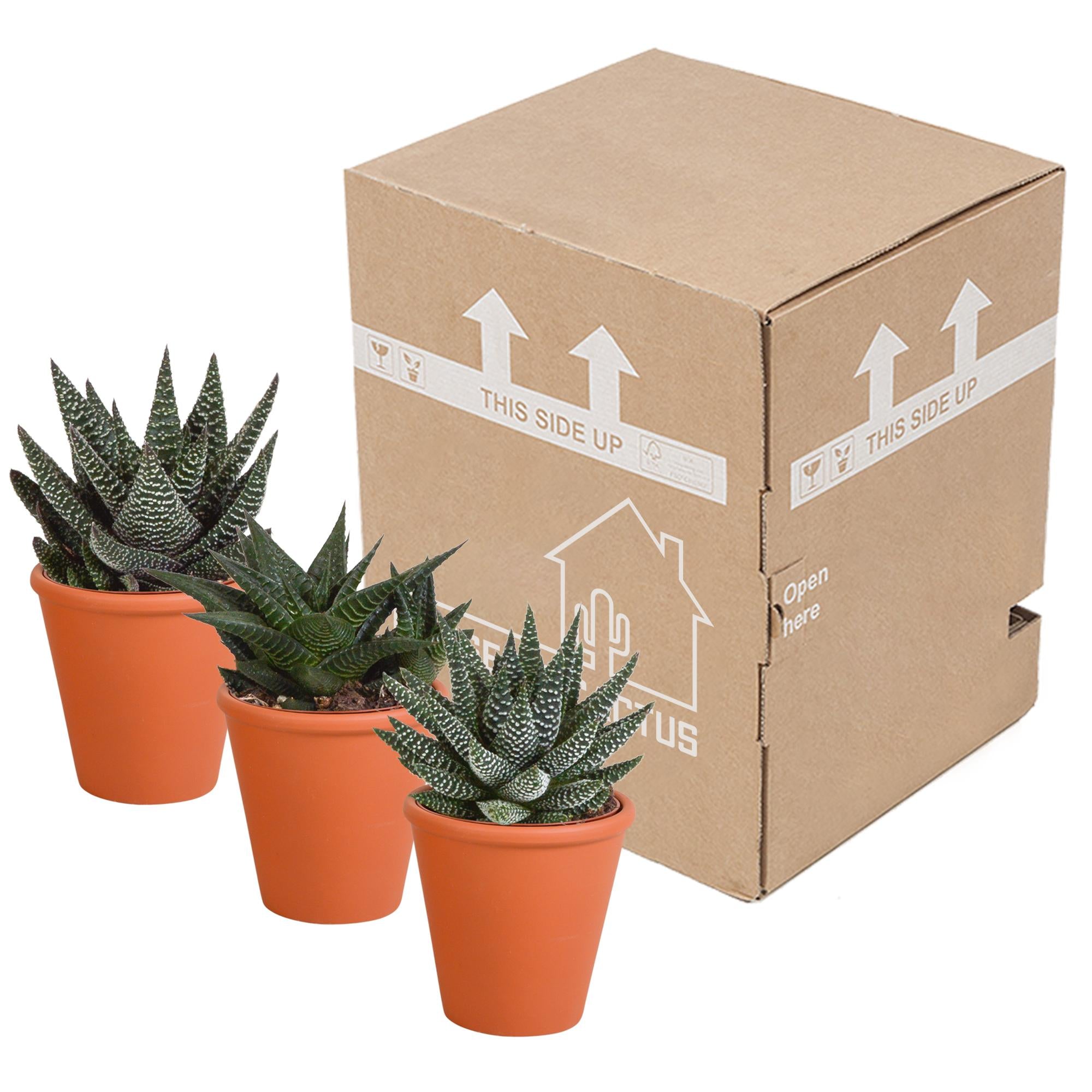 Gasteria/Haworthia mix 8,5cm - 3x - in terracotta pot