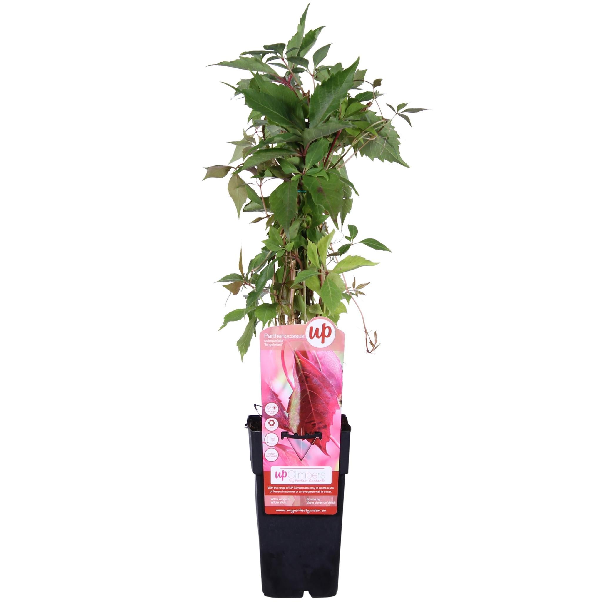 Parthenocissus q. var. 'Engelmannii' - ?65cm - Ø15