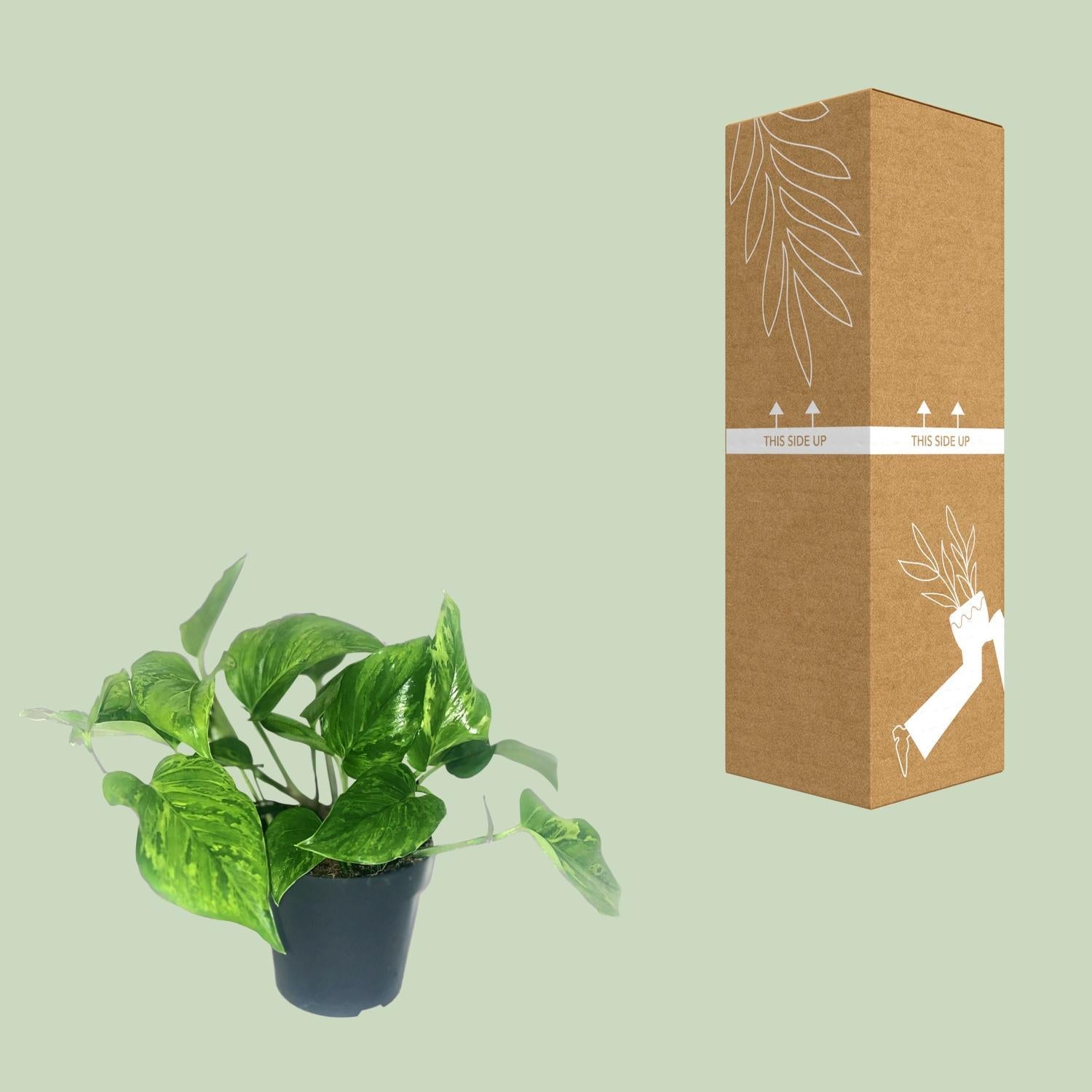 Scindapsus Pictus Trebie - Ø12cm - ↕20cm