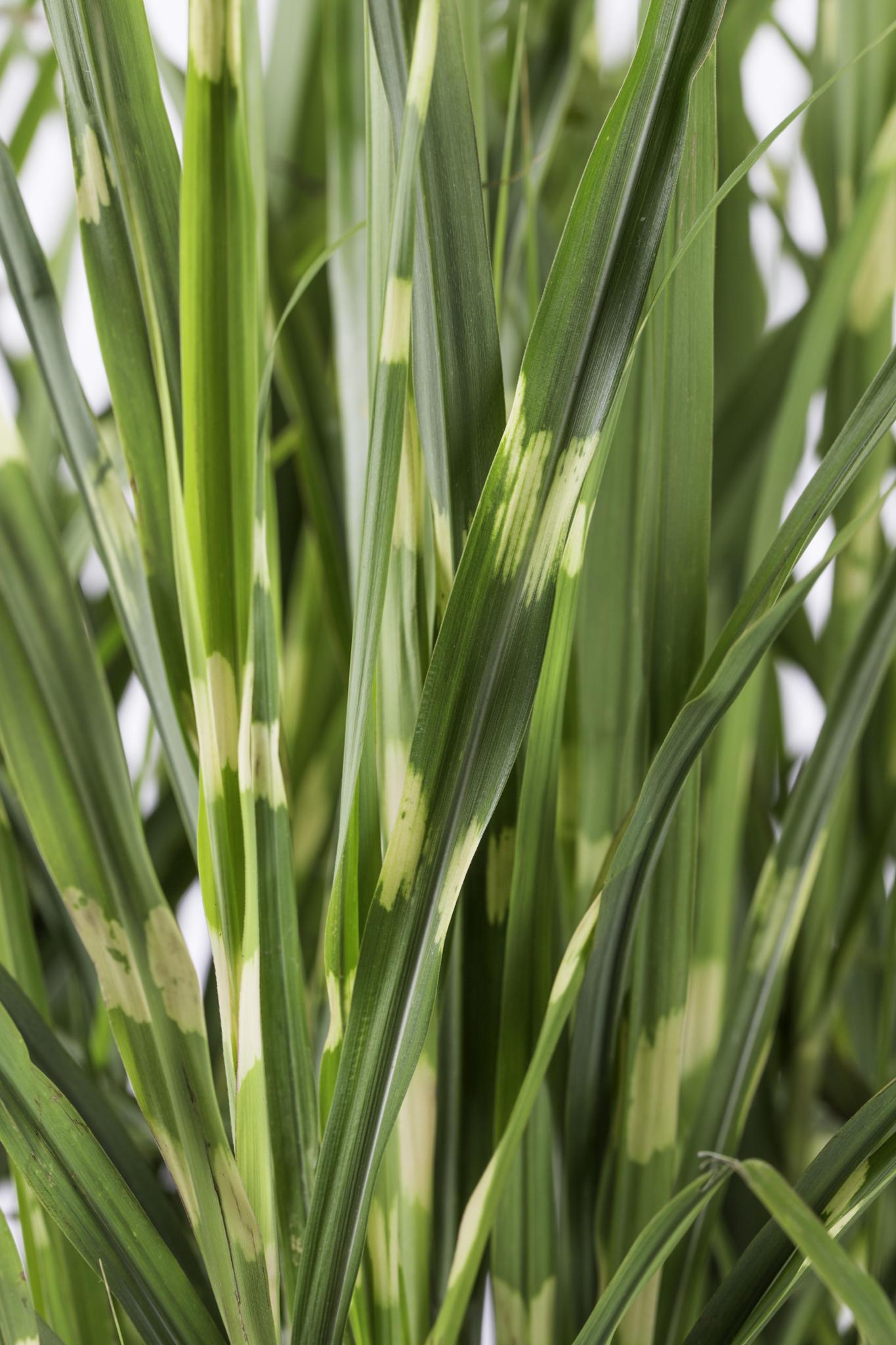 Miscanthus sinensis Strictus - Ø23 -?60cm