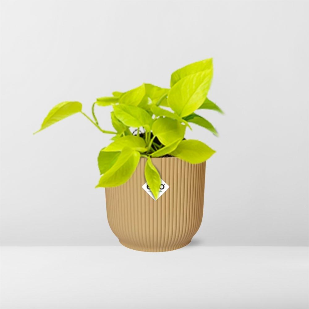 Epipremnum Pinnatum 'Golden Pothos' in ELHO Vibes Fold 14cm geel