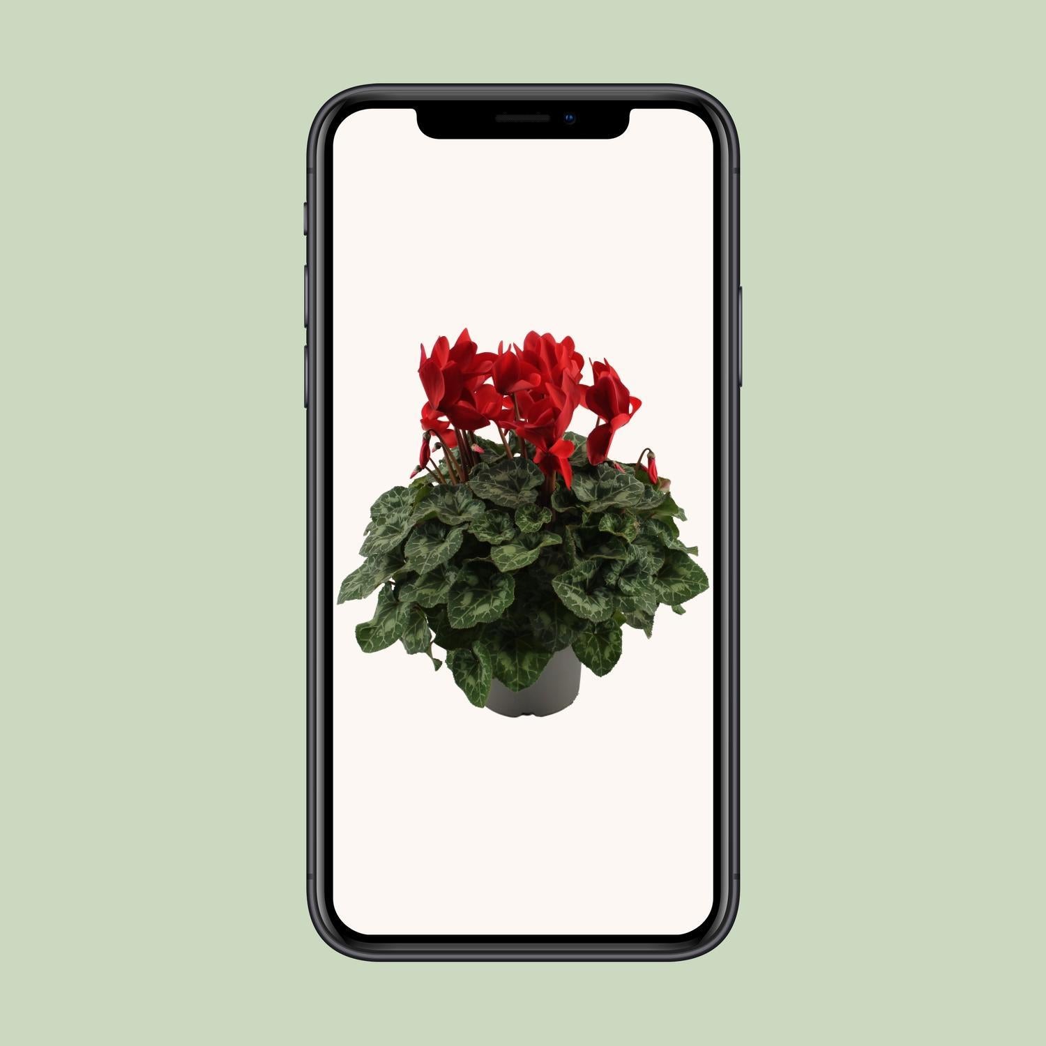 Cyclaam Rood - Ø17cm - ↕40cm