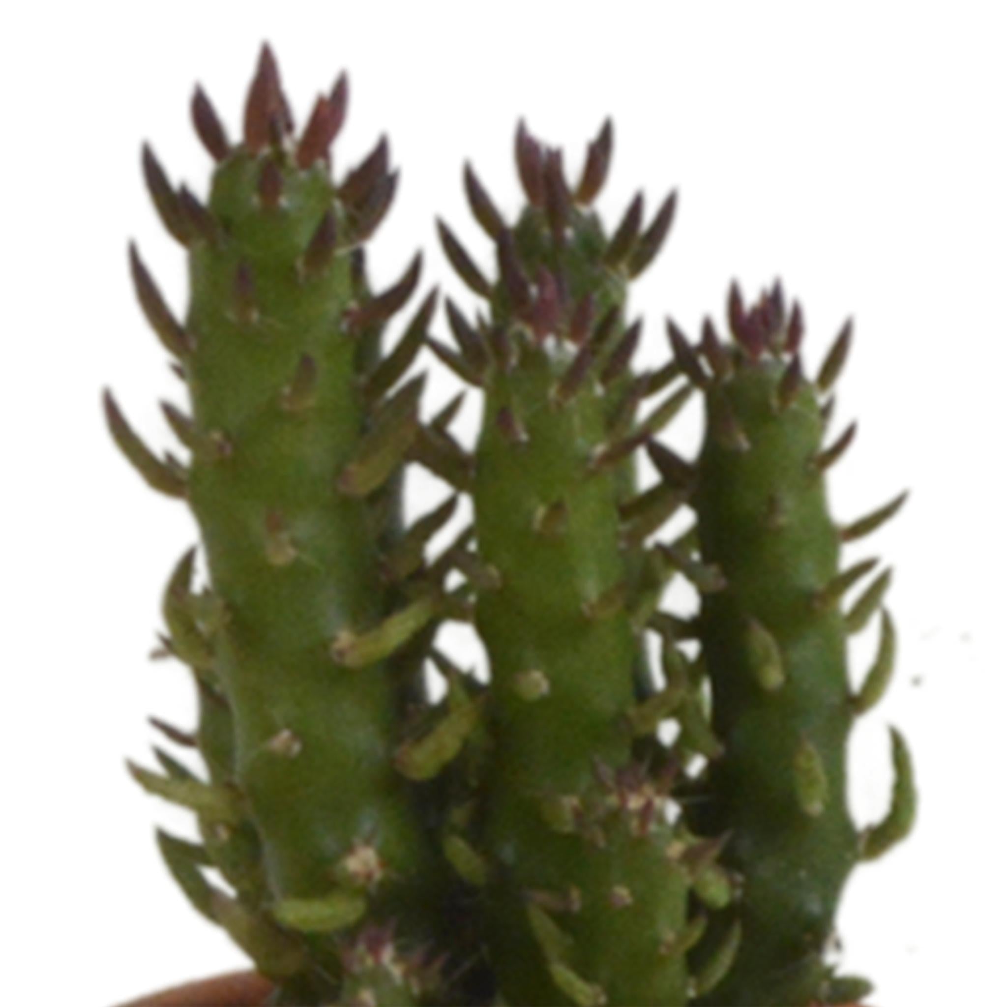Cactusmix 5,5 cm - 5x - in terracotta pot