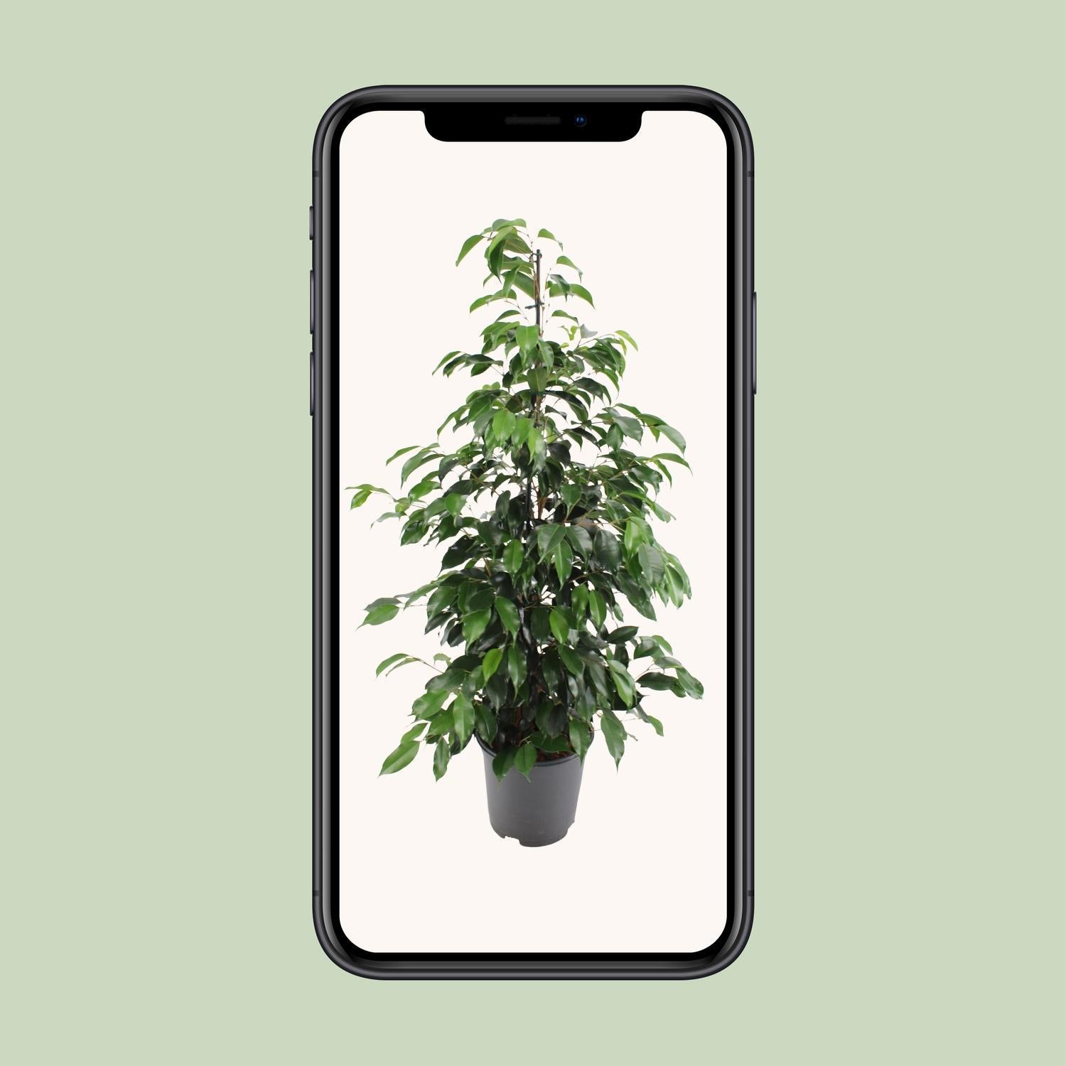 Ficus Benjamina Danielle - Ø21cm - ↕95cm